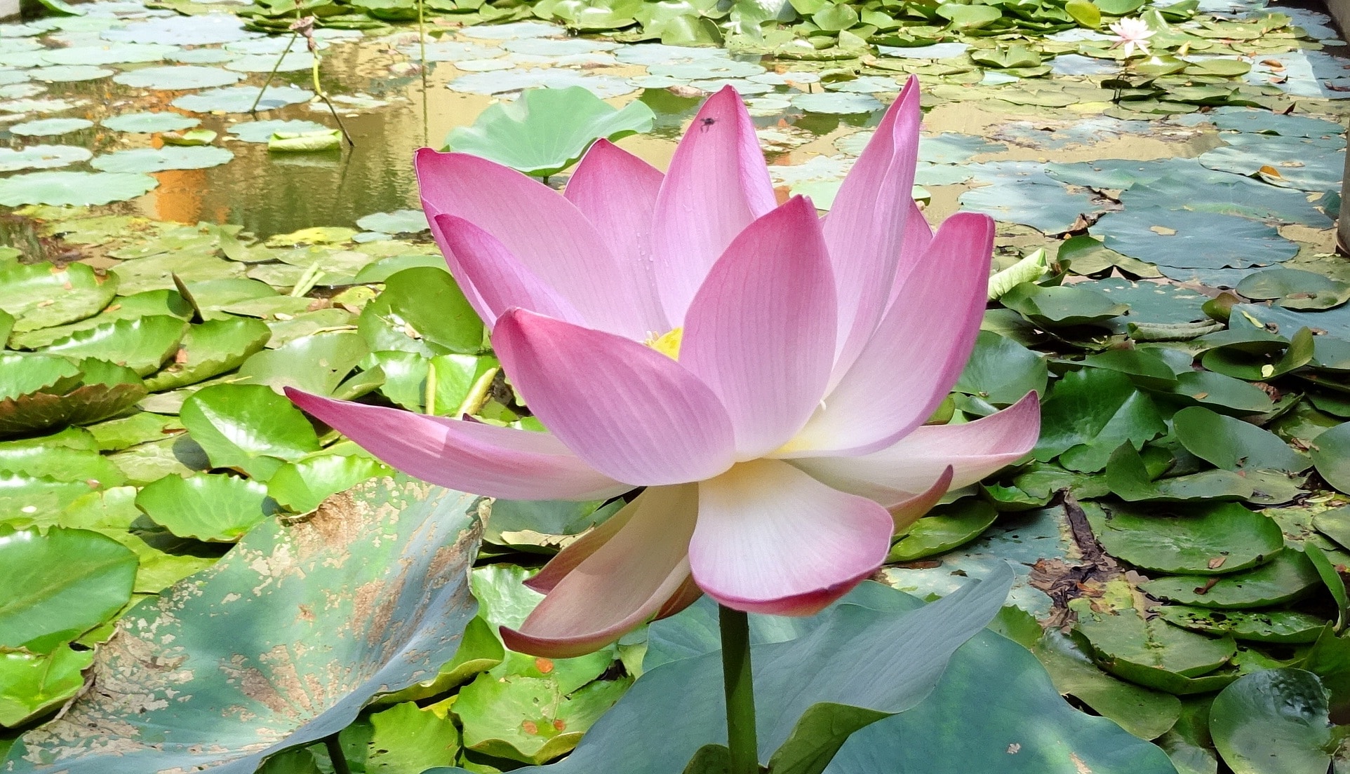 Nelumbo, Nucifera, Pink, Lotus, Flower, Flower, Water - Nelumbo Nucifera , HD Wallpaper & Backgrounds