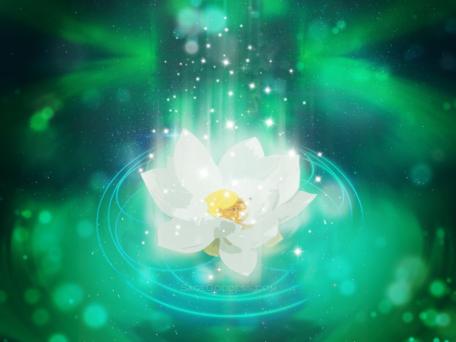 Download Your Free Screensaver/wallpaper Here - Lotus Flower Buddhism Hd , HD Wallpaper & Backgrounds