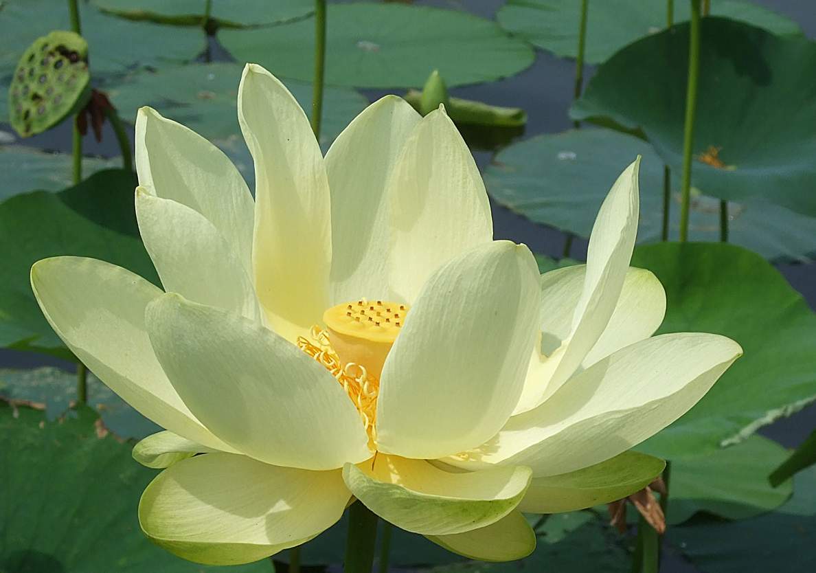 Lotus Flower's Photos Download - Lotus Flower , HD Wallpaper & Backgrounds