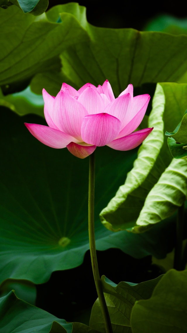 Earth / Lotus Mobile Wallpaper - Lotus Wallpaper Hd For Mobile , HD Wallpaper & Backgrounds