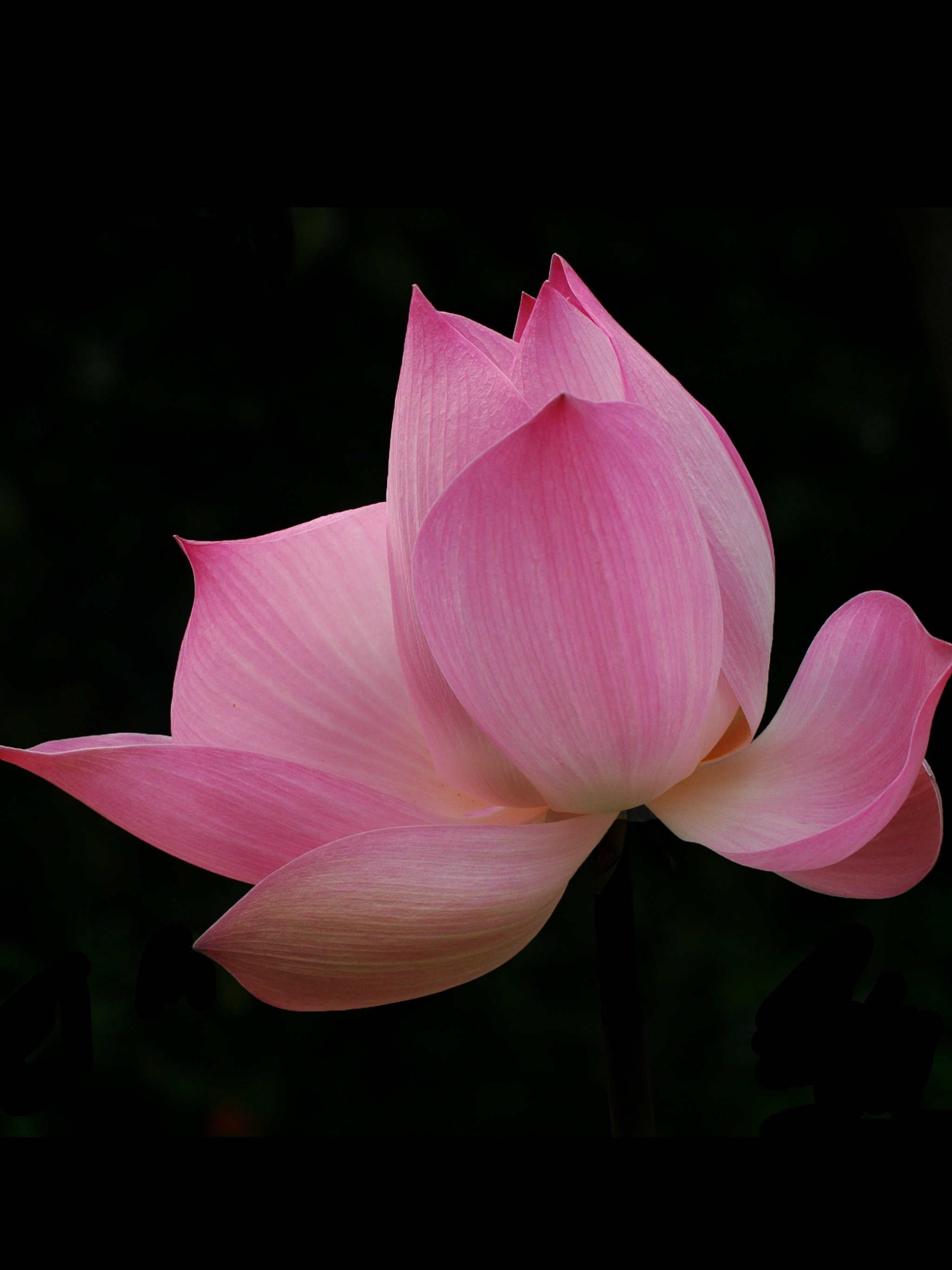 Lotus Wallpaper For Mobile By Pink Lotus Wallpaper - Flor Da Tailandia , HD Wallpaper & Backgrounds
