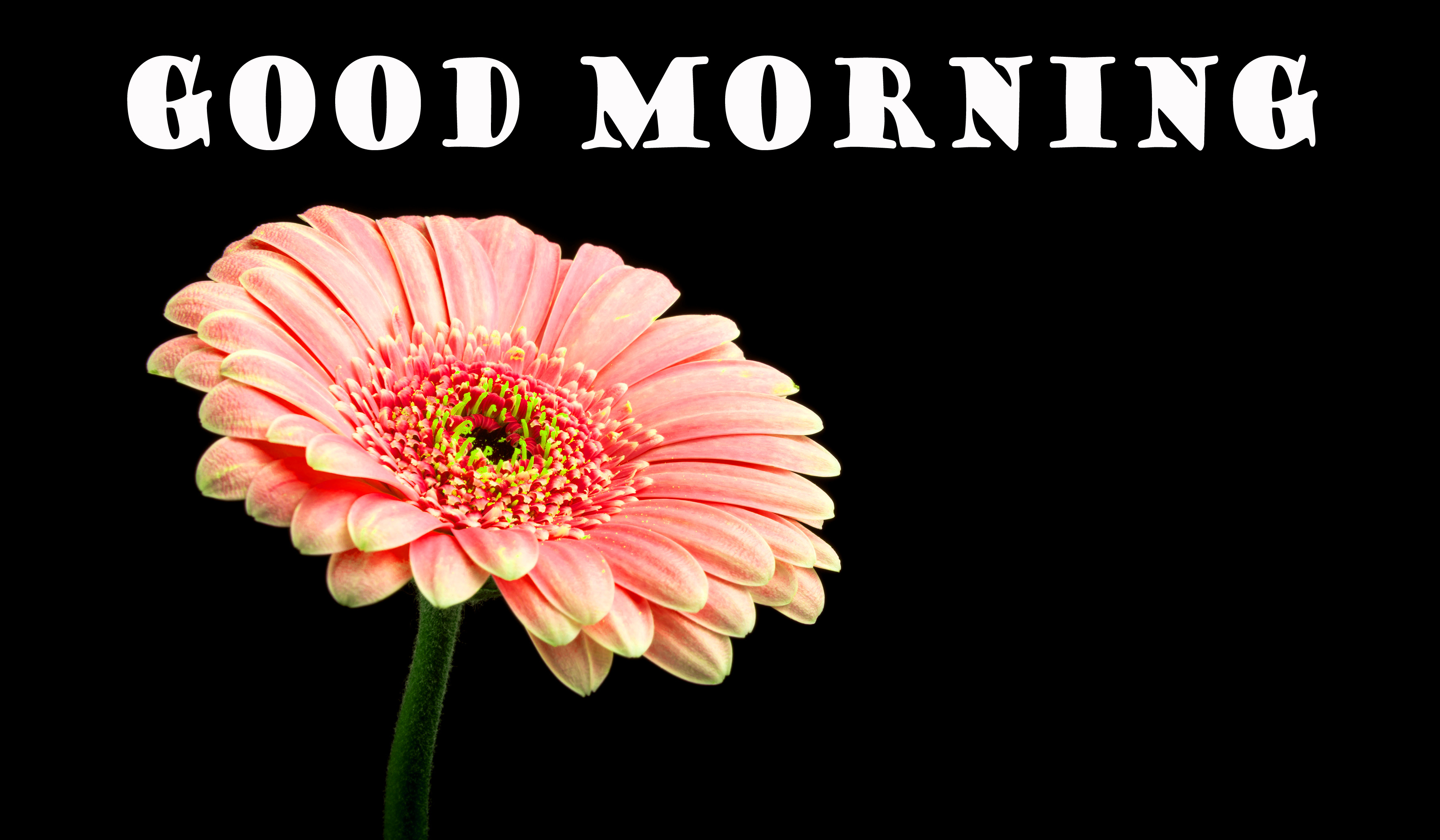 Good Morning Flowers Photo Wallpaper Pictures Download Flower 4k