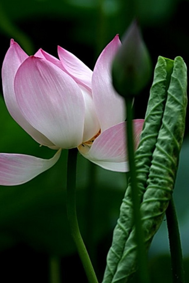 Lotus Flower - Nymphaea Nelumbo , HD Wallpaper & Backgrounds