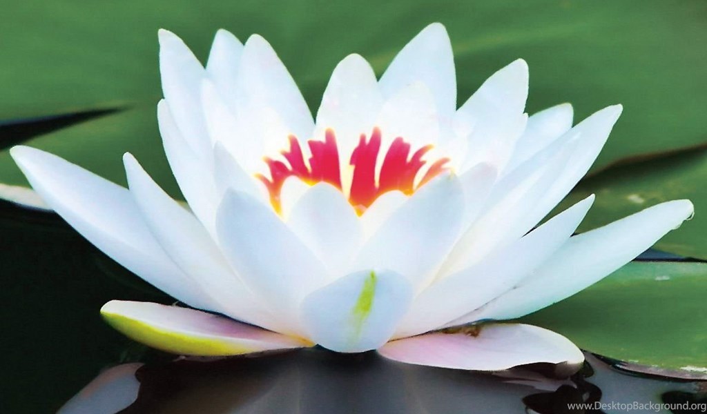 Playstation - - Big White Lotus Flower , HD Wallpaper & Backgrounds