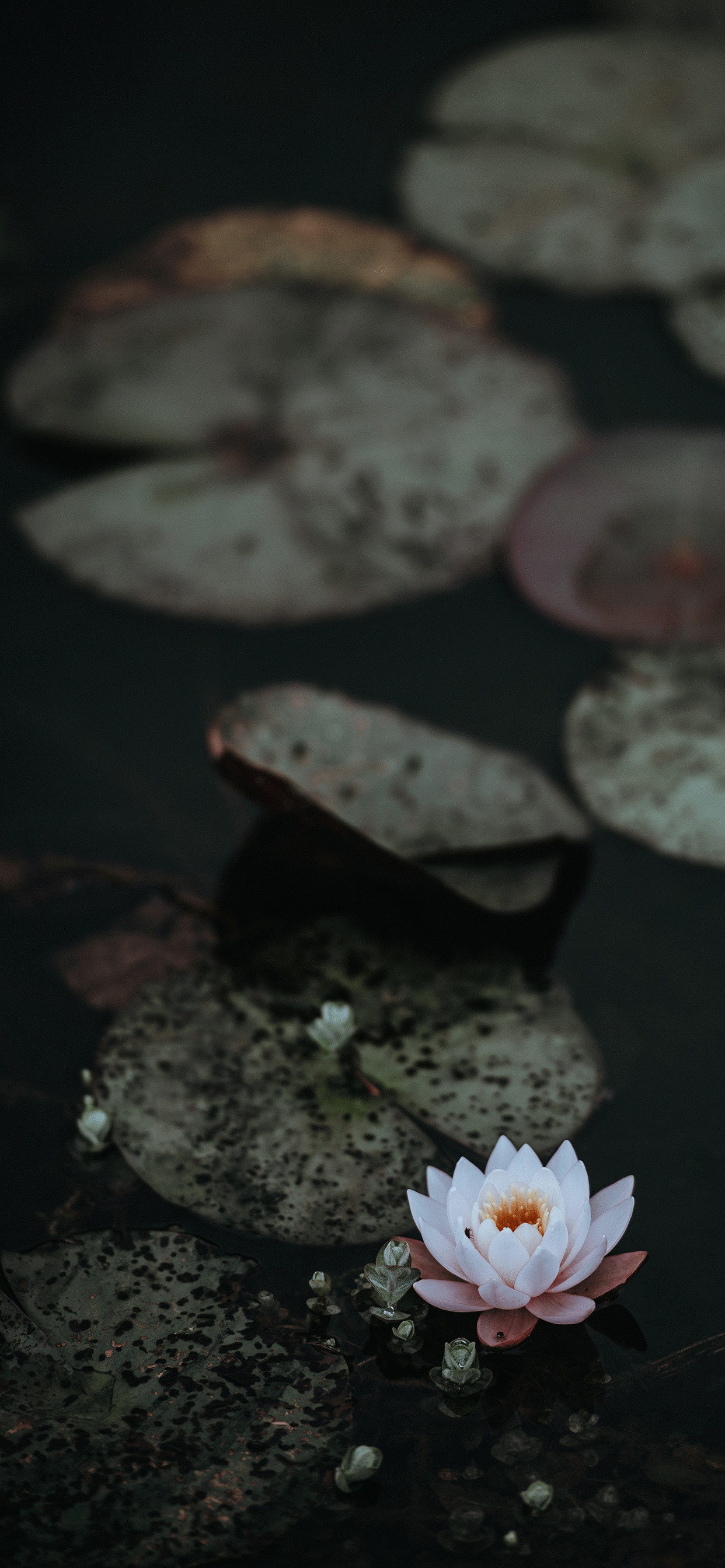 Iphone Wallpaper Lotus Flower , HD Wallpaper & Backgrounds
