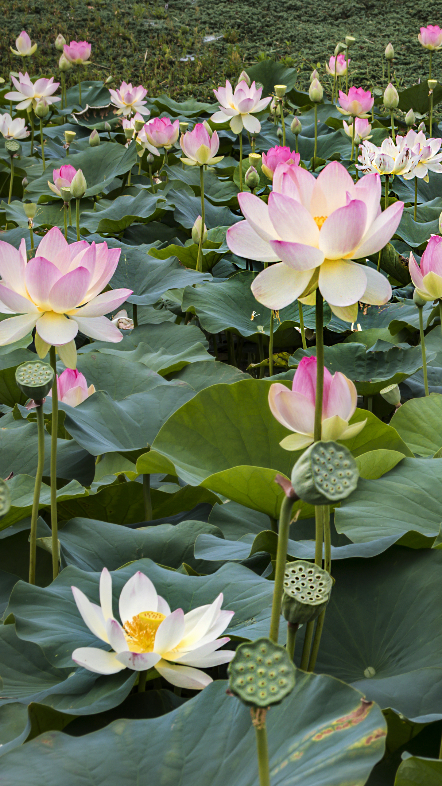 Earth / Lotus Mobile Wallpaper - Lotus Flowers Mobile , HD Wallpaper & Backgrounds