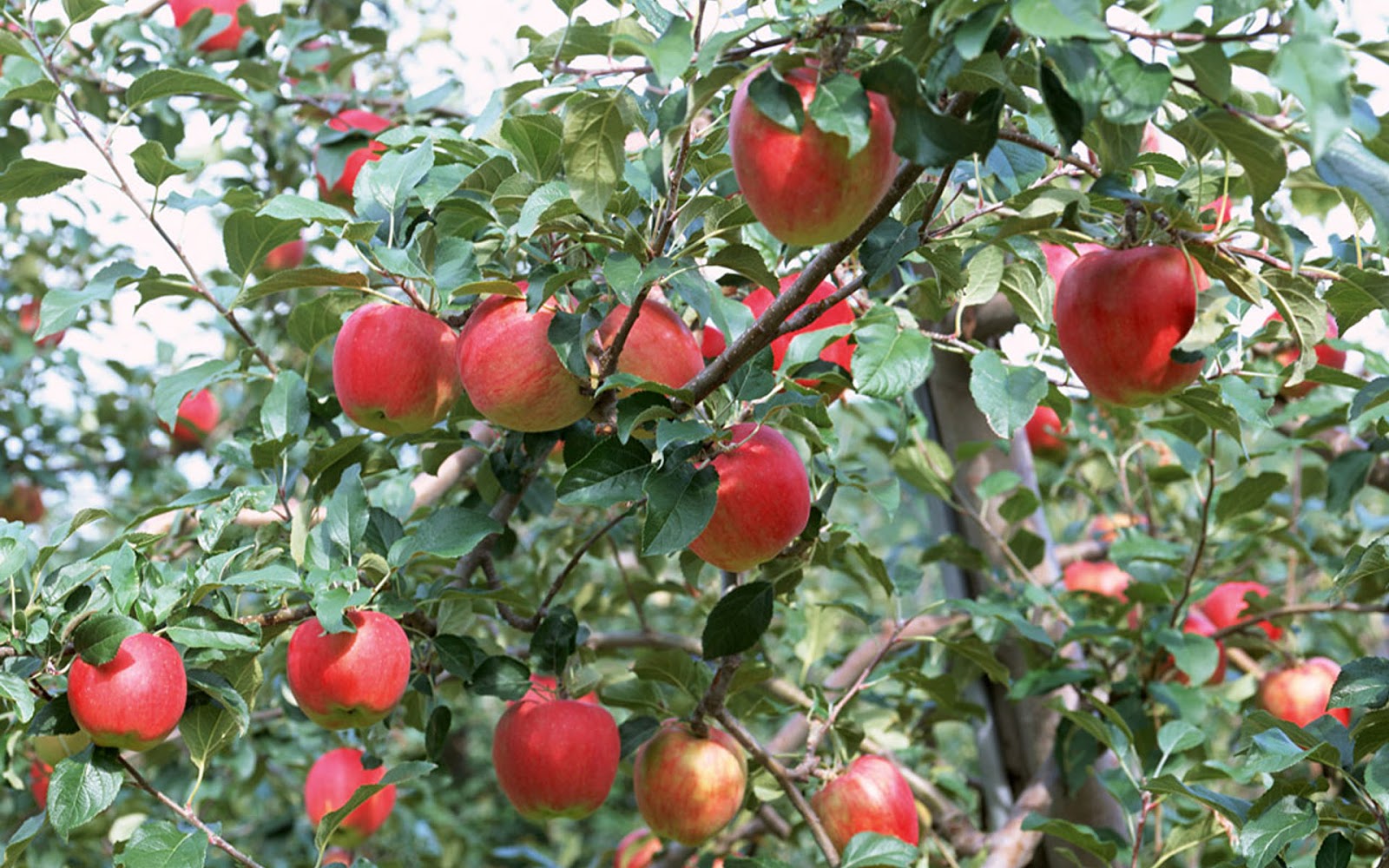 Tree Fruits Desktop Wallpaper Hd , HD Wallpaper & Backgrounds