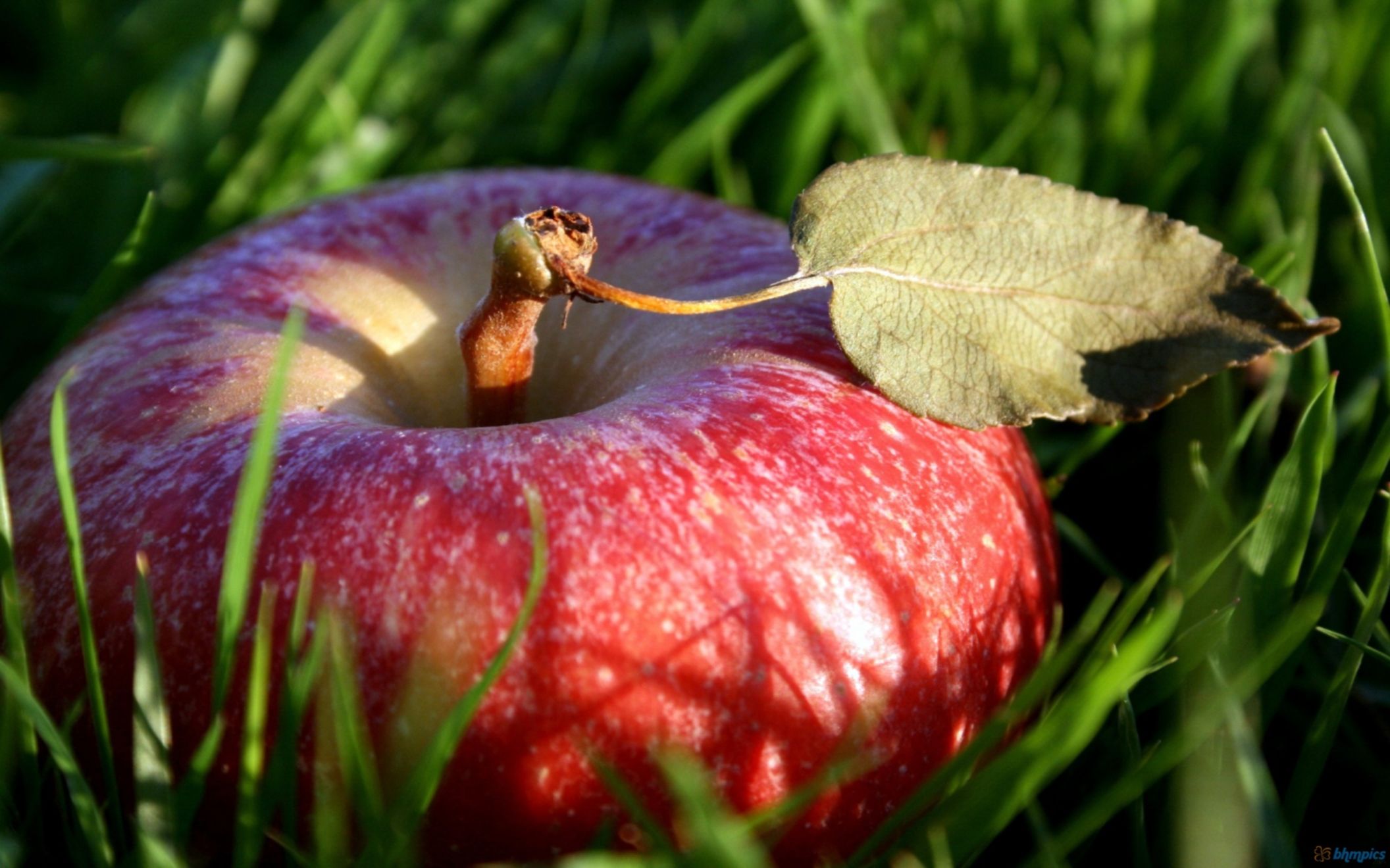 Fruit Red Apple Fruit Wallpaper - Red Apple Fruit Hd , HD Wallpaper & Backgrounds