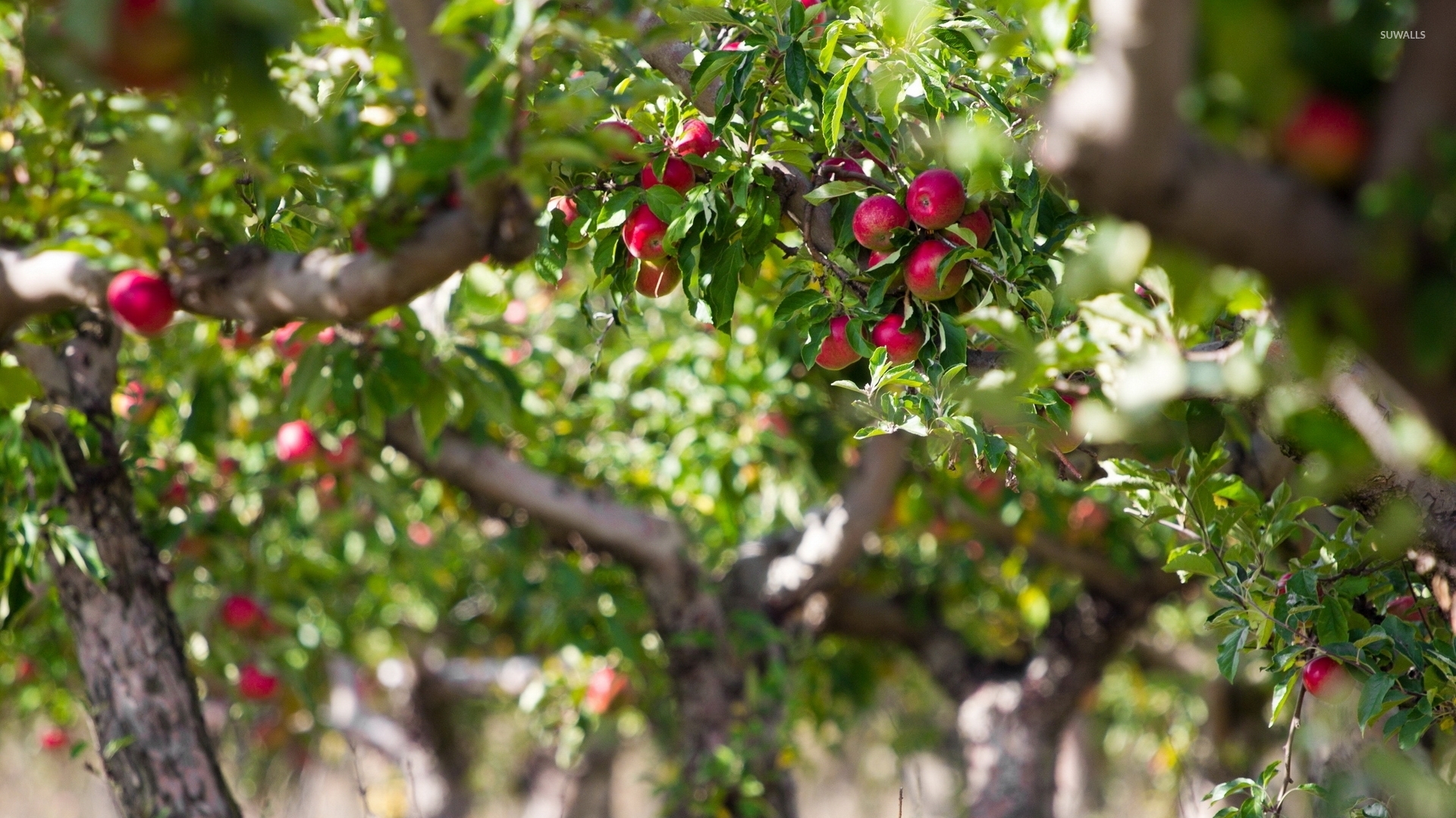 Apple Tree Wallpaper - Hd Wallpaper Apple Trees , HD Wallpaper & Backgrounds