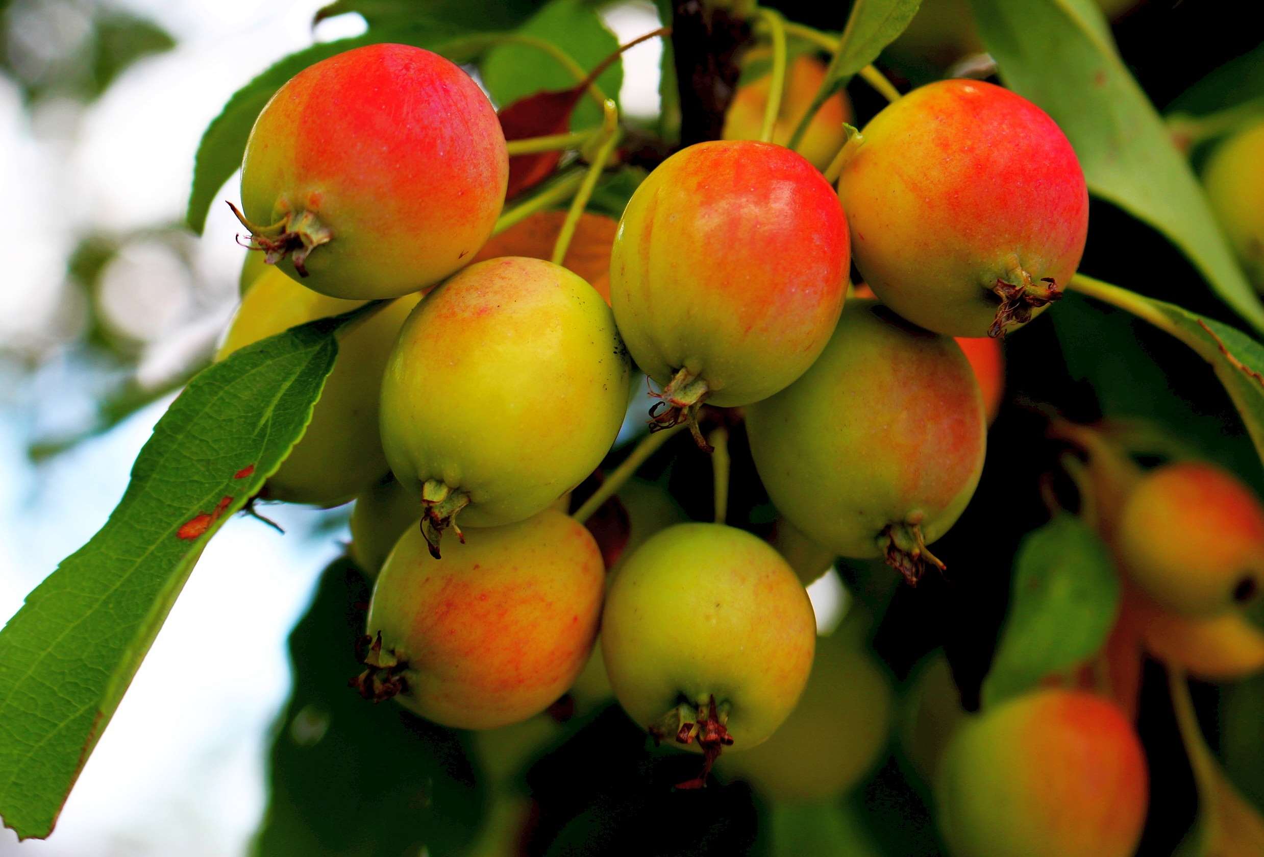 Apple, Apples, Fruit, Fruitful Apple Tree, Nature, - Fruitful Tree , HD Wallpaper & Backgrounds