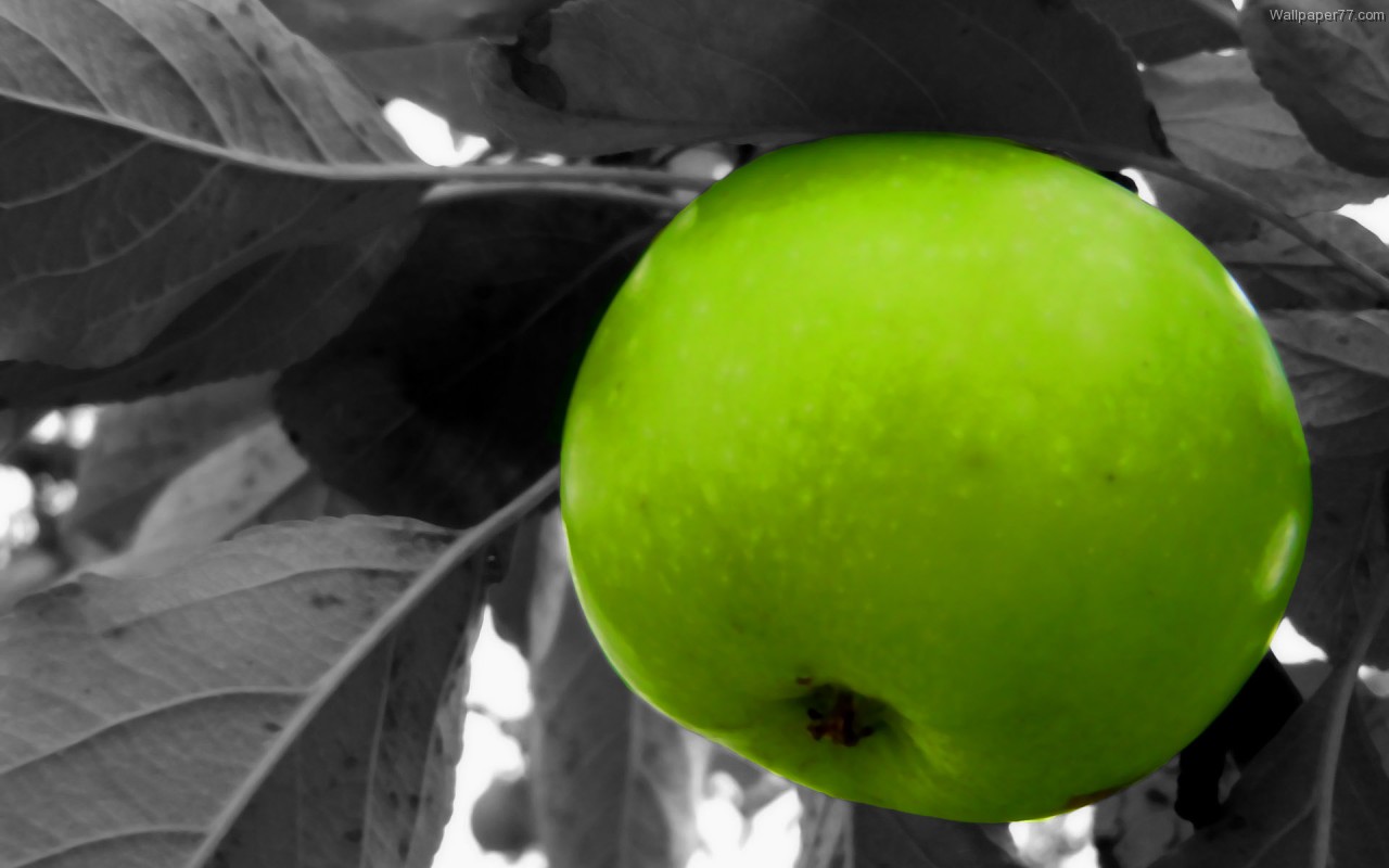 Green Apple Tree - All Fruit Trees Hd , HD Wallpaper & Backgrounds