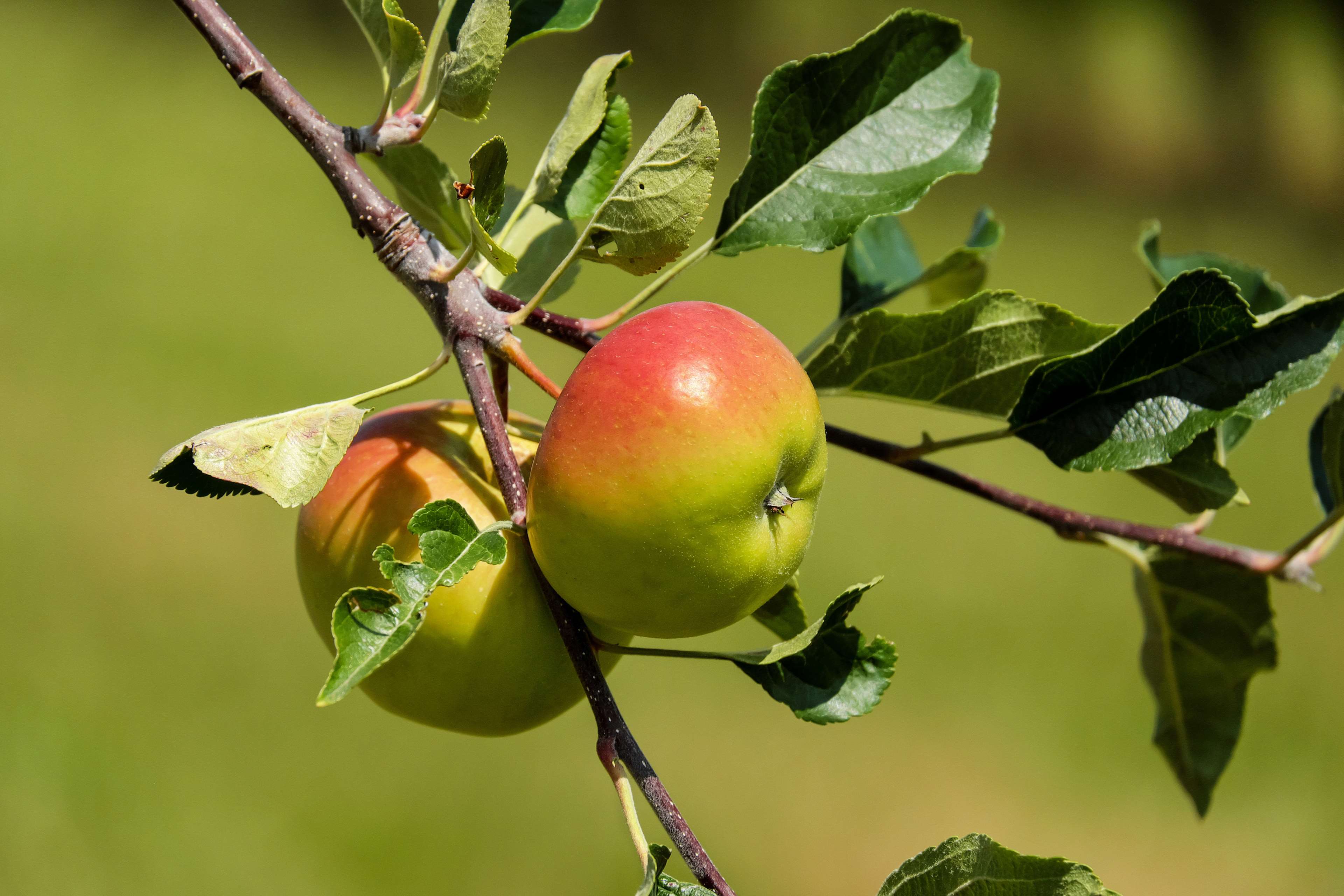 Apple, Apple Tree, Fruit, Fruits, Nature, Red Green - Red Green Fruit From Tree , HD Wallpaper & Backgrounds