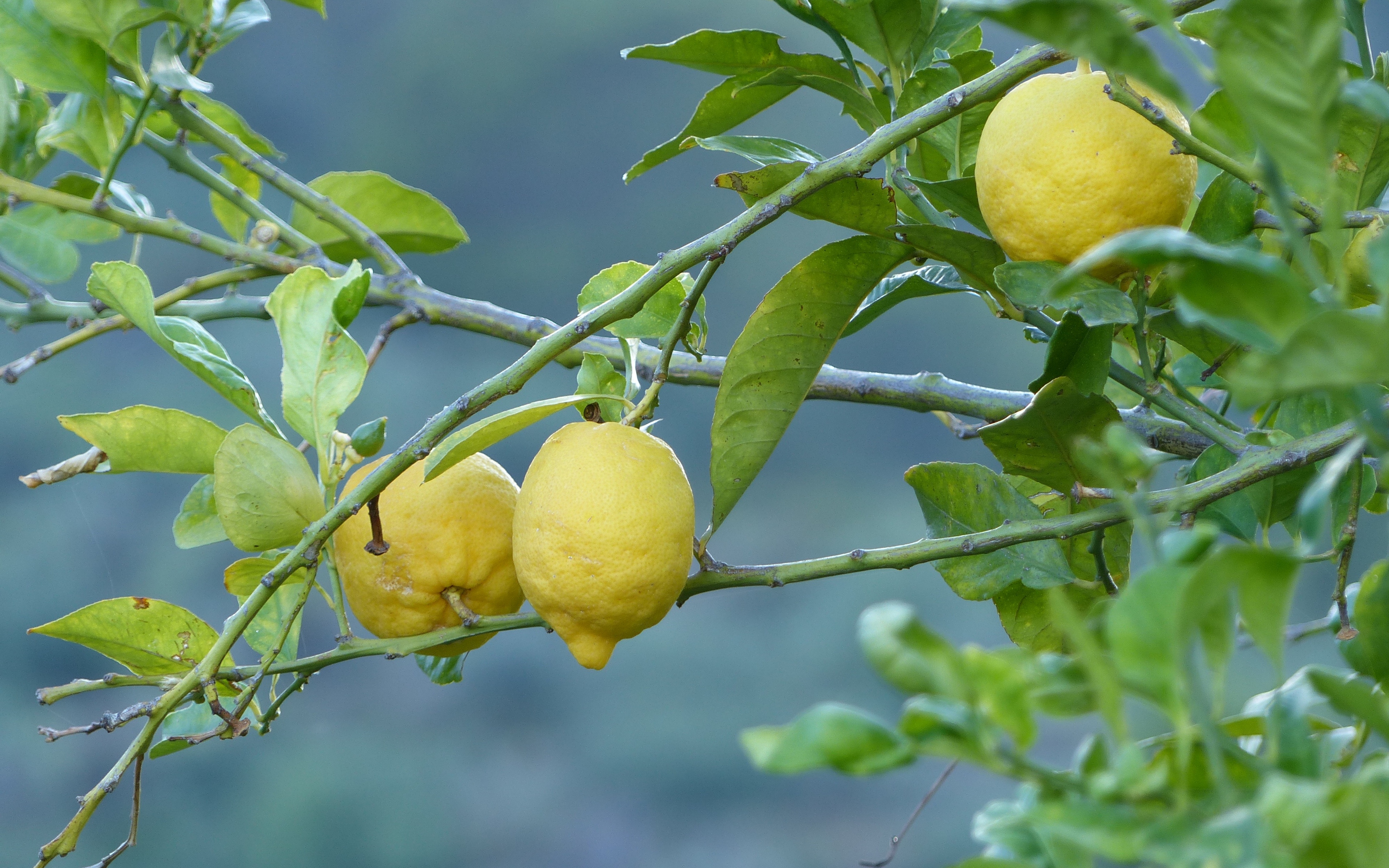 Wallpaper Lemons, Fruit, Tree, Branch - 1080p Hd Fruit Trees , HD Wallpaper & Backgrounds