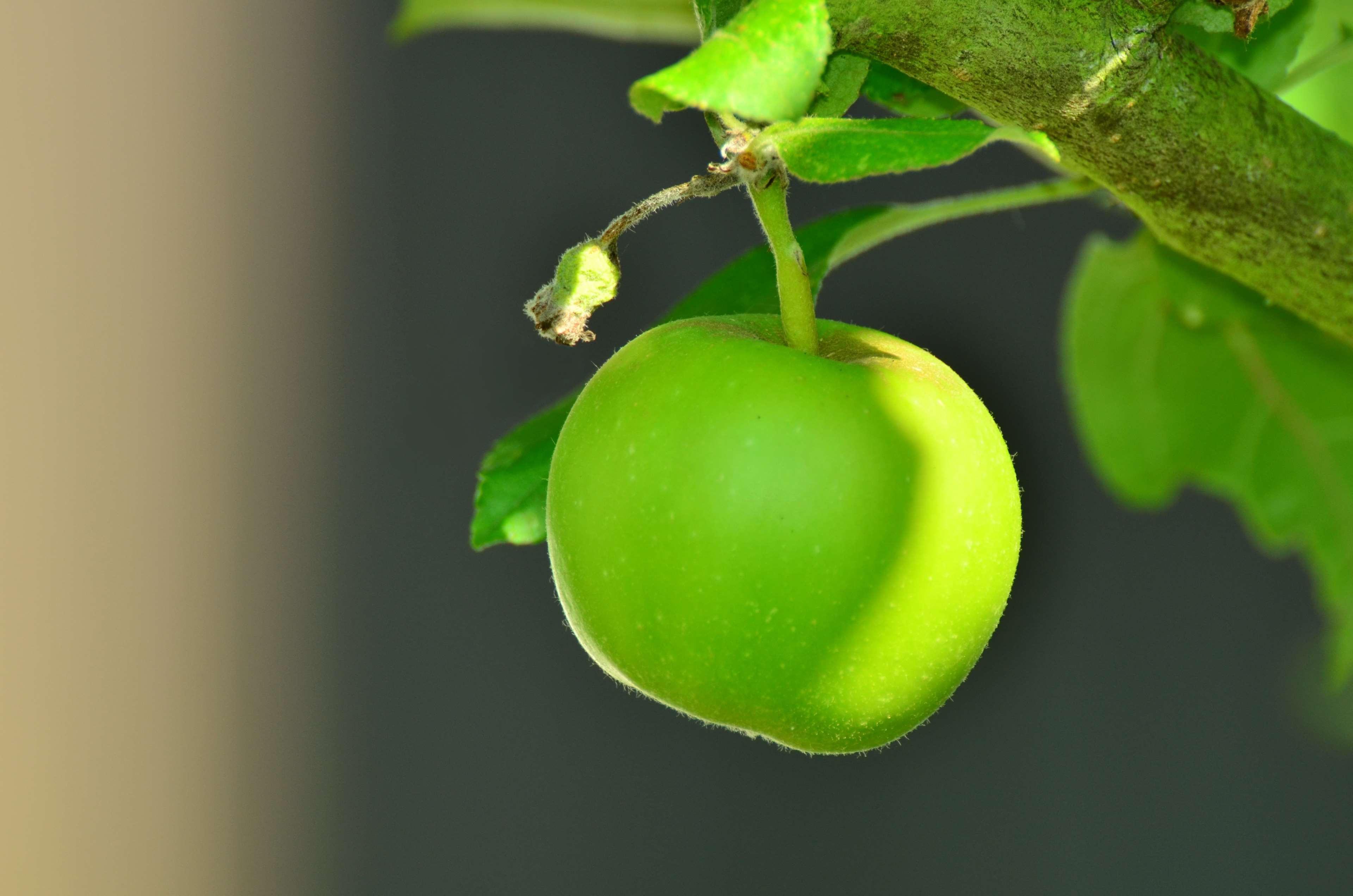 Apple, Apple Tree, Fruit, Garden, Green, Green Apple, - Green Apple Tree , HD Wallpaper & Backgrounds