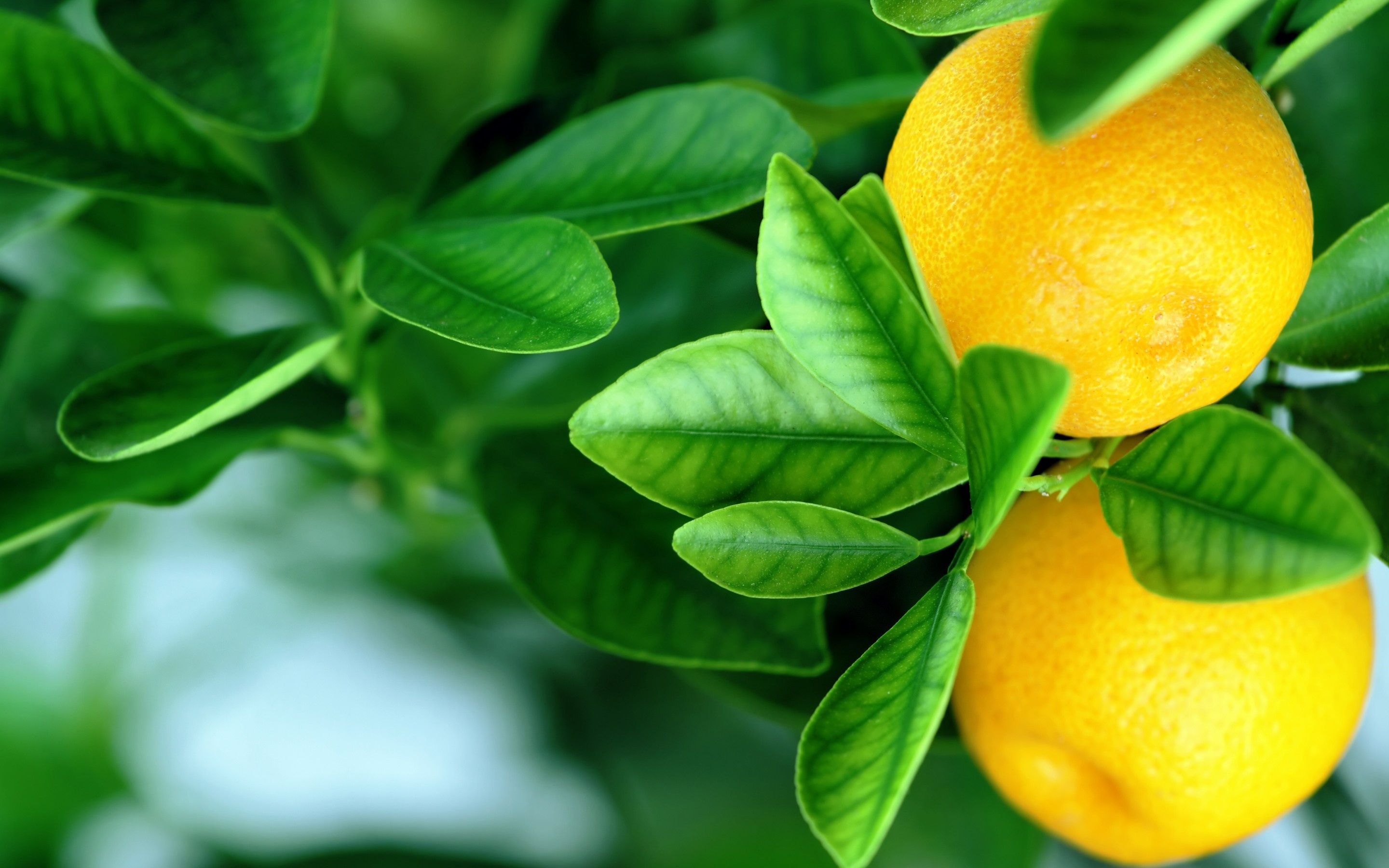 Citrus Fruits Hd Wallpaper - Lemon Tree , HD Wallpaper & Backgrounds