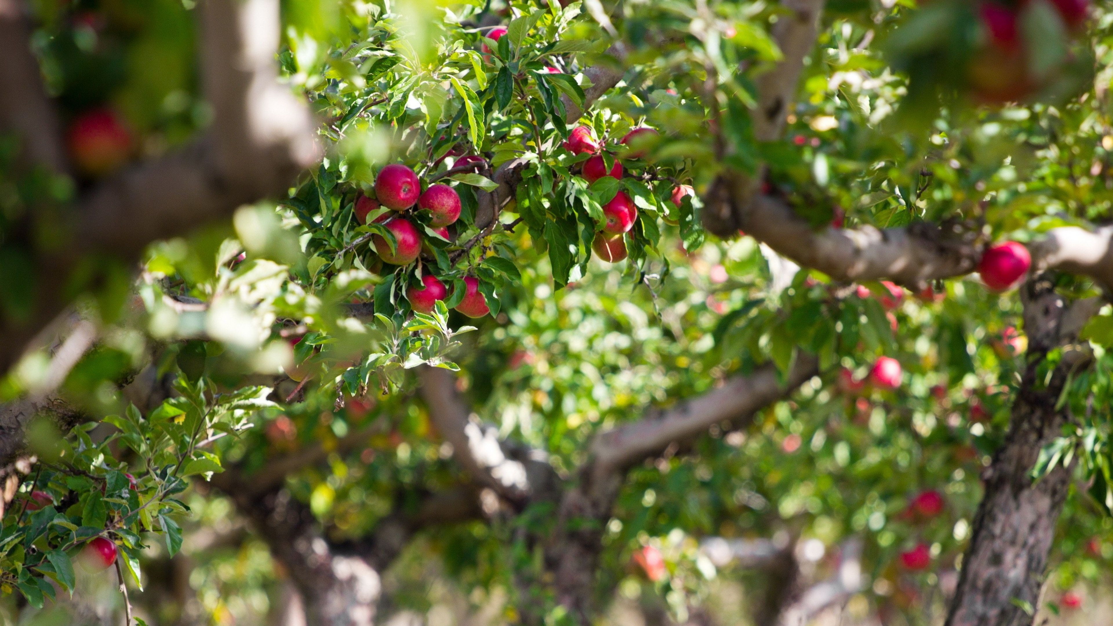 Wallpaper Apple, Apples, Tree, Branches - Apple Tree Full Hd , HD Wallpaper & Backgrounds