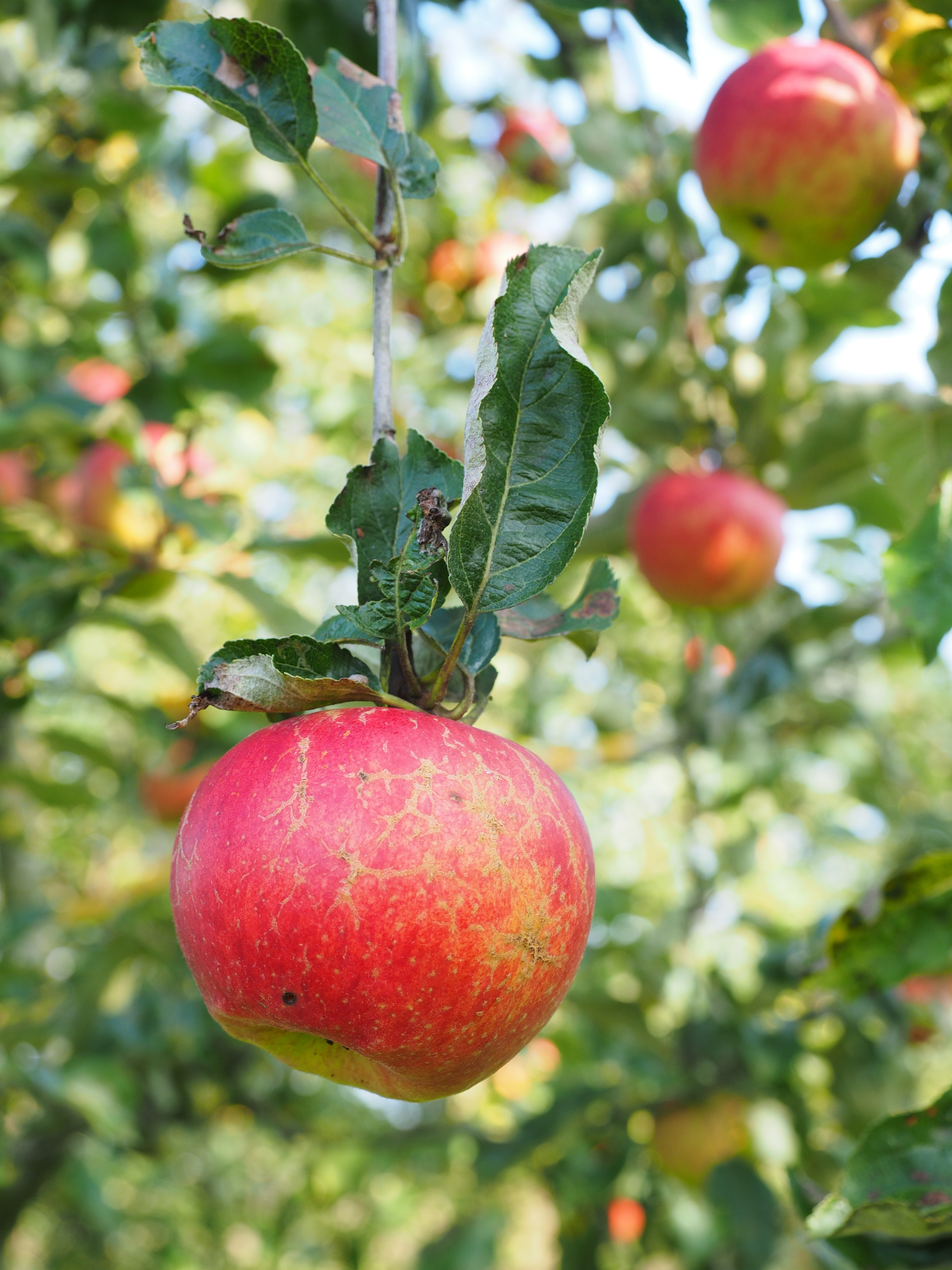 Red, Apple, Fruit, Frisch, Apple Tree, Fruit, Food - Apple , HD Wallpaper & Backgrounds