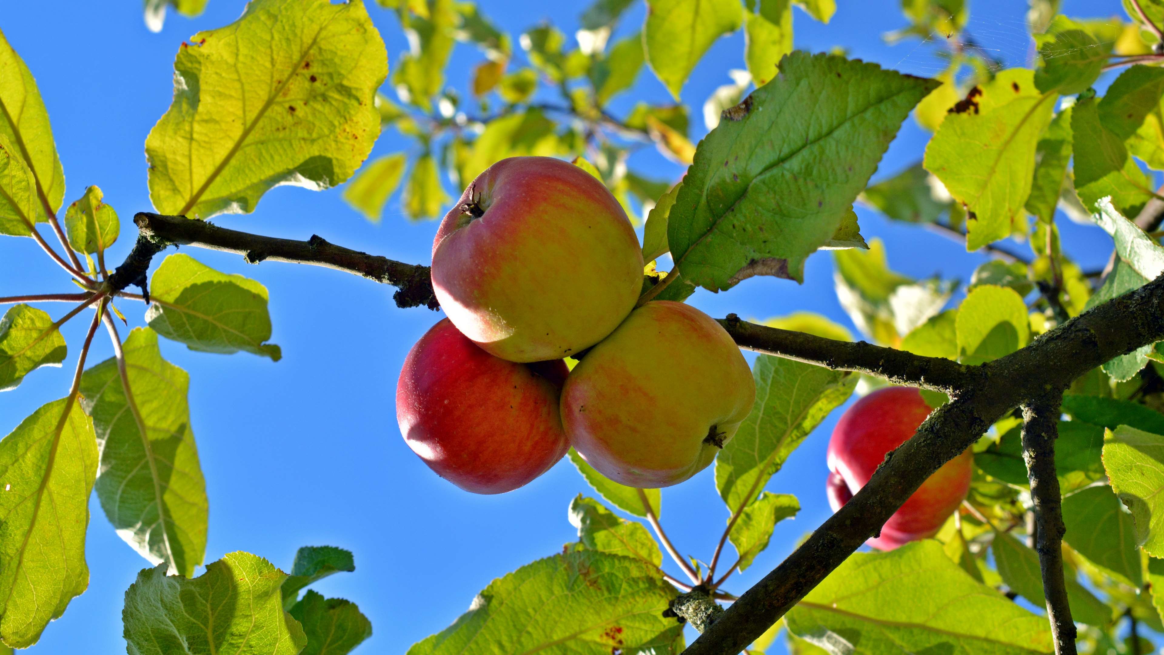 Apple, Apple Tree, Boskop, Delicious, Food, Fruit, - Apple Fruits , HD Wallpaper & Backgrounds