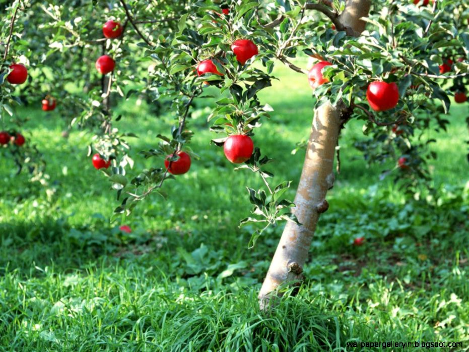 View Original Size - Apple Tree , HD Wallpaper & Backgrounds