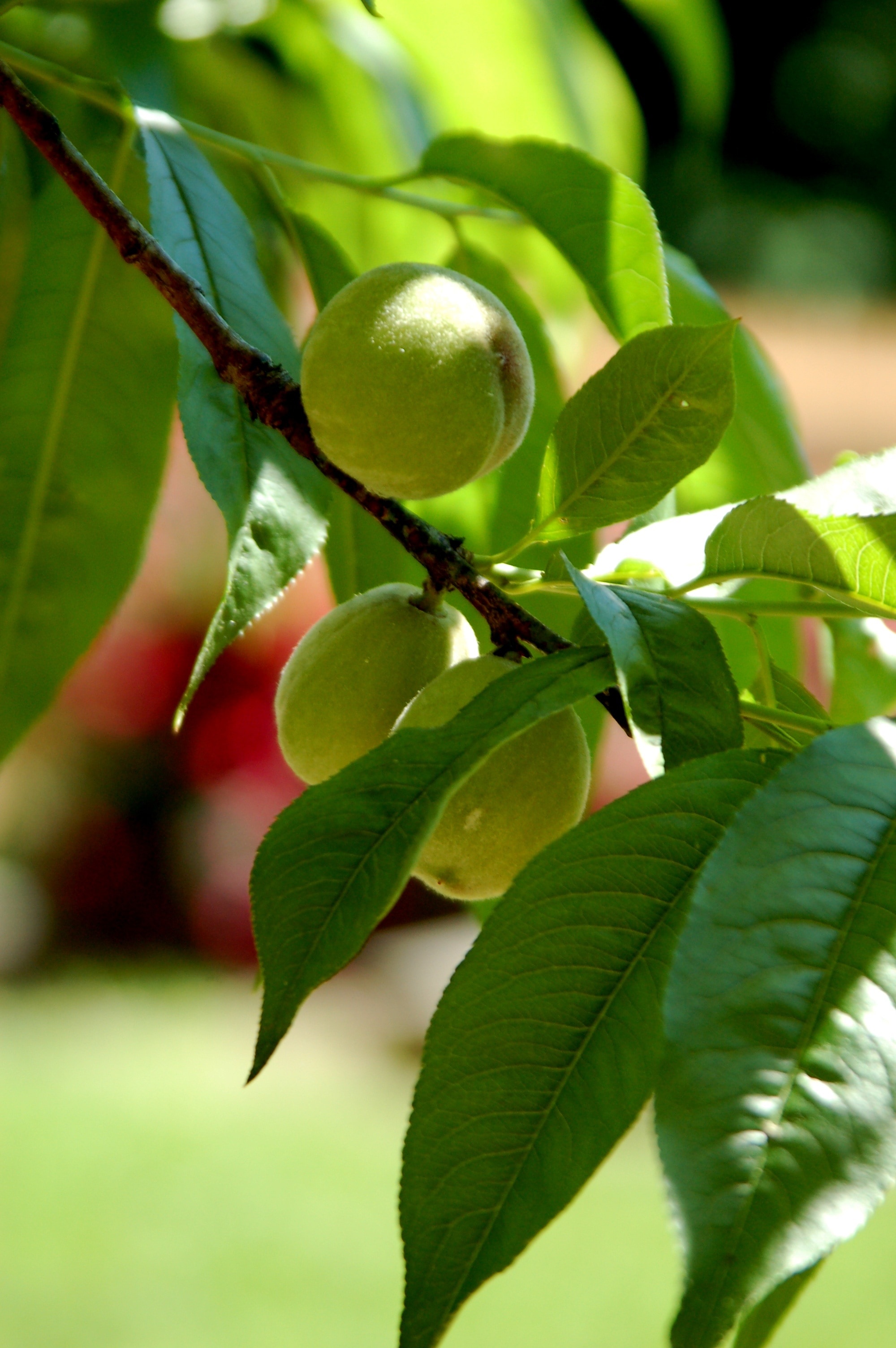 Tree, Fruit, Peach, Peaches, Nature, Leaf, Fruit - Zelene Broskyne , HD Wallpaper & Backgrounds