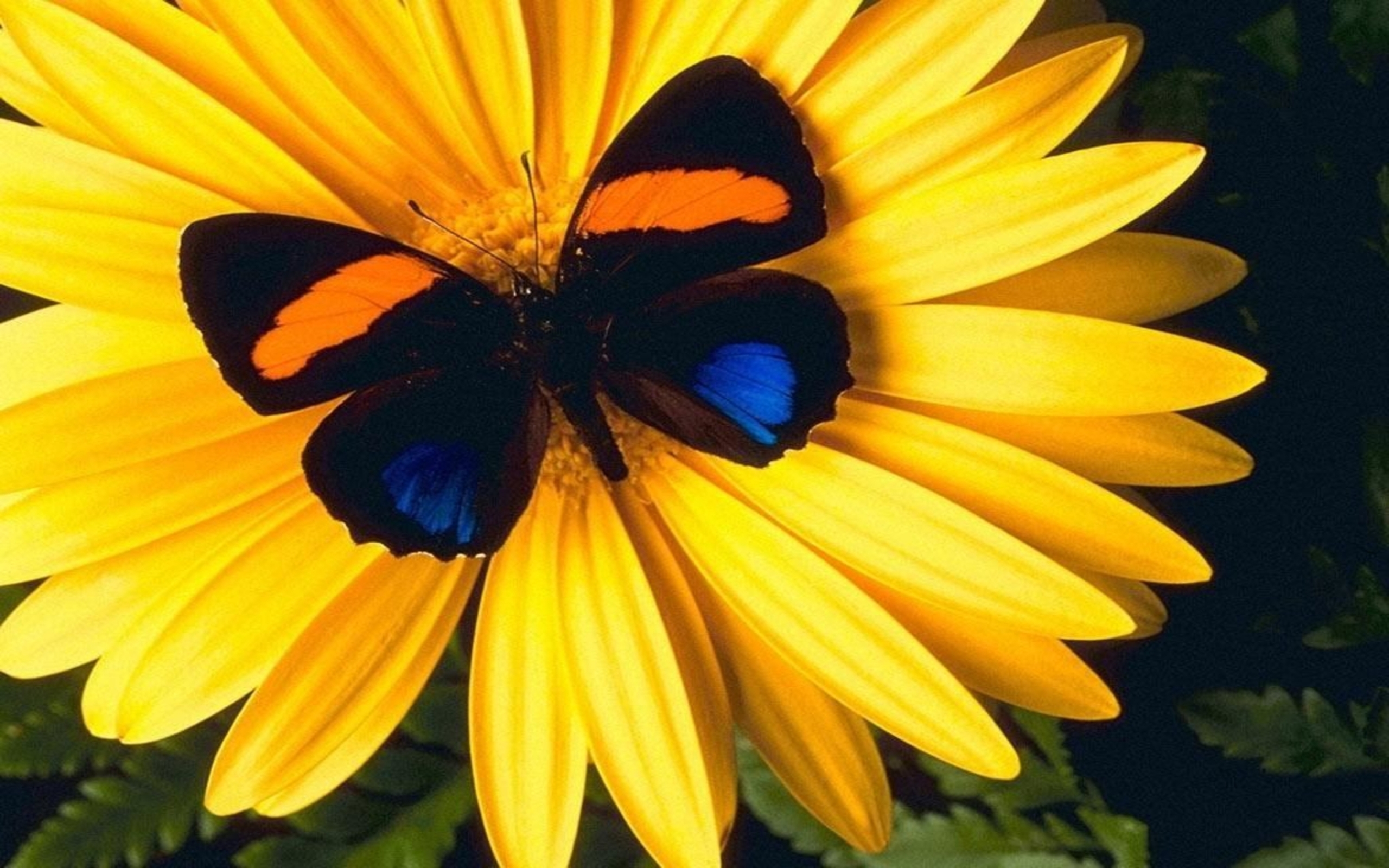 Butterfly Sitting On A Flower , HD Wallpaper & Backgrounds