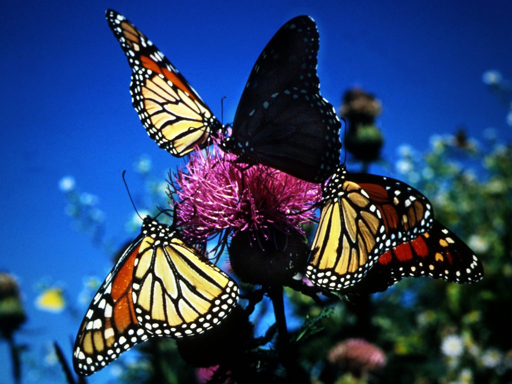 Animated Butterflies Wallpapers Colorful Butterfly - Monarch Butterfly , HD Wallpaper & Backgrounds