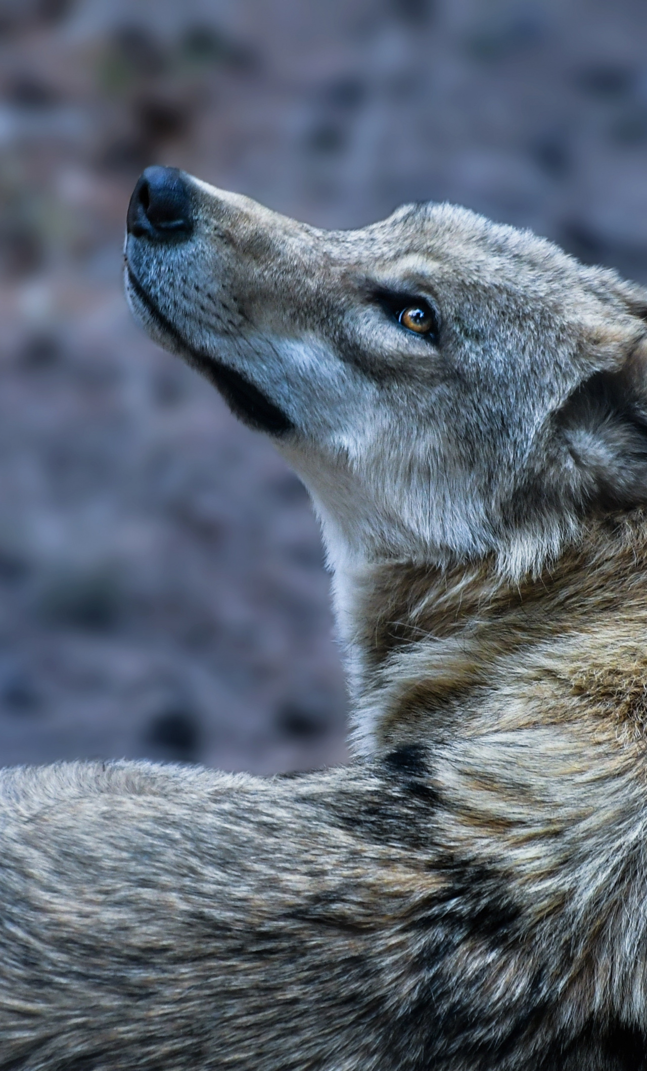 Wallpaper Furry, Wolf, Predator - Vucica , HD Wallpaper & Backgrounds