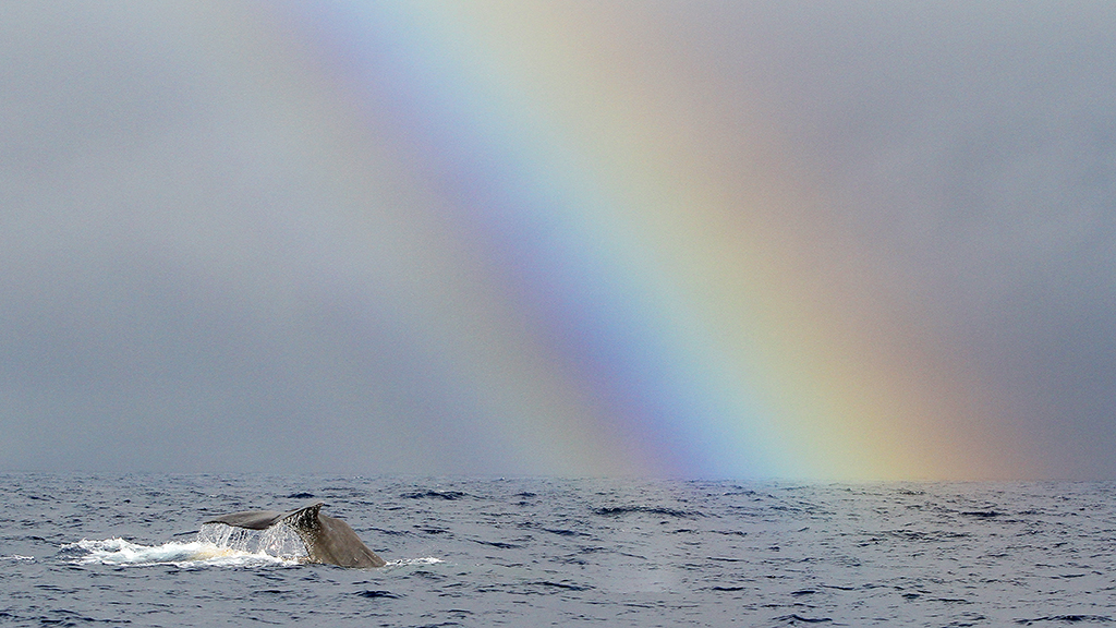 The Whale And The Rainbow - Rainbow , HD Wallpaper & Backgrounds