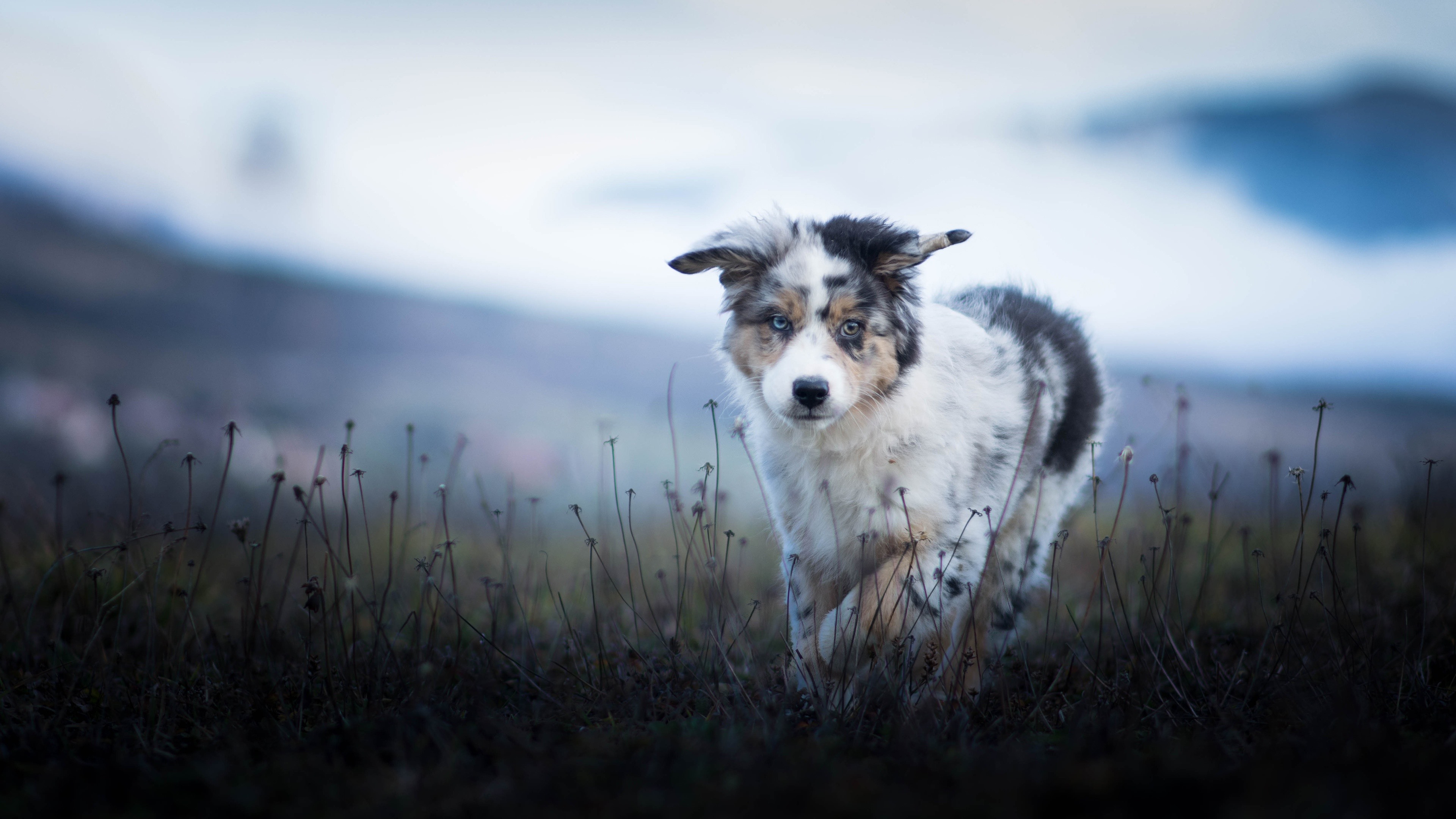 Australian Shepherd Wallpaper Iphone , HD Wallpaper & Backgrounds