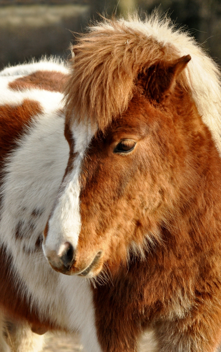 Shetland, Pony, Furry, Horse, Animal, Wallpaper - Much Does A Mini Horse Cost , HD Wallpaper & Backgrounds