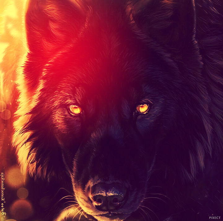 Волк - Furry Wolf Hd , HD Wallpaper & Backgrounds