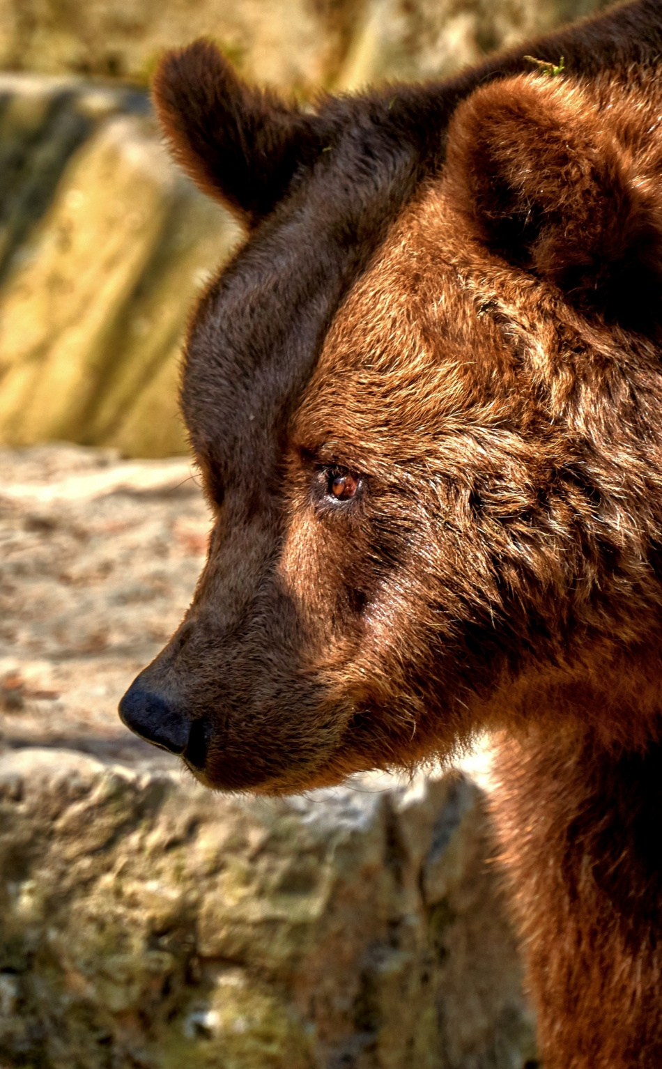 Bear, Predator, Furry Animal, Muzzle, Wallpaper - Iphone X Background Bear , HD Wallpaper & Backgrounds