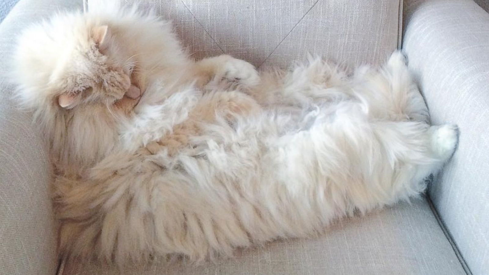 Sections - Fluffiest Cat In The Whole World , HD Wallpaper & Backgrounds