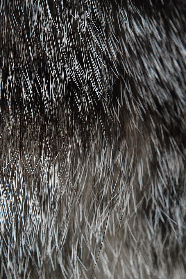 Black Fur Wallpaper - Iphone Wallpaper Fur , HD Wallpaper & Backgrounds