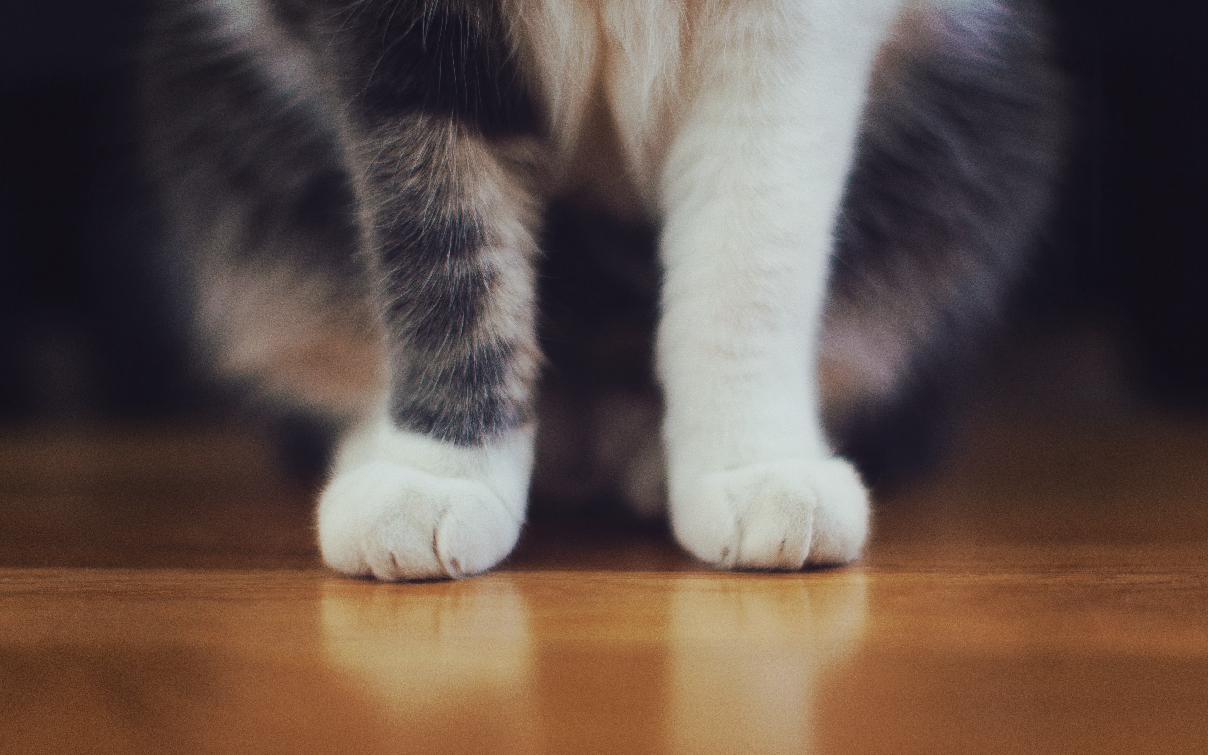 Wallpaper Cat, Paws, Furry - Cat Paw , HD Wallpaper & Backgrounds