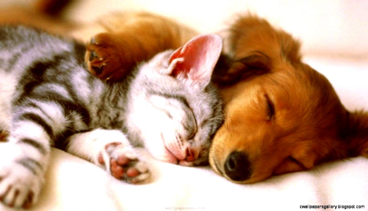 Cute Puppy And Kitten Gallery Wallpaper Puppies Kittens - You Deserve A Rest , HD Wallpaper & Backgrounds