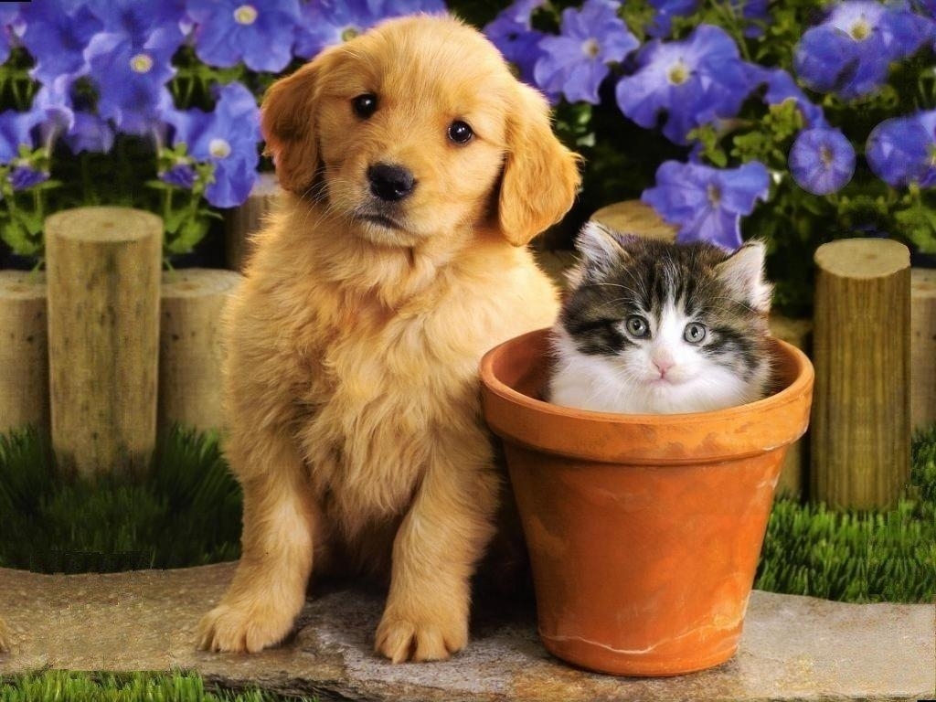 Cute Friends , HD Wallpaper & Backgrounds