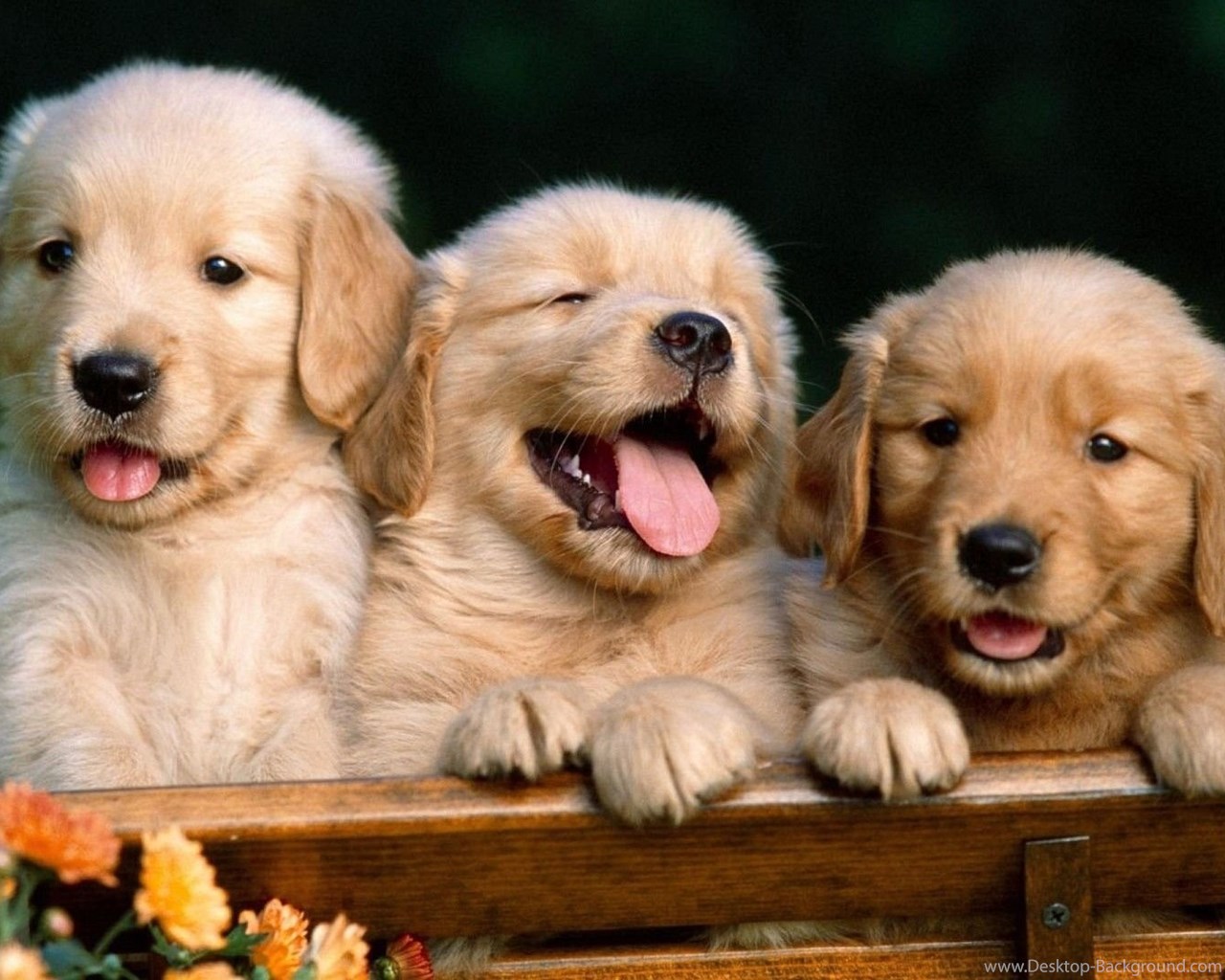 Widescreen - Golden Retriever Puppies , HD Wallpaper & Backgrounds