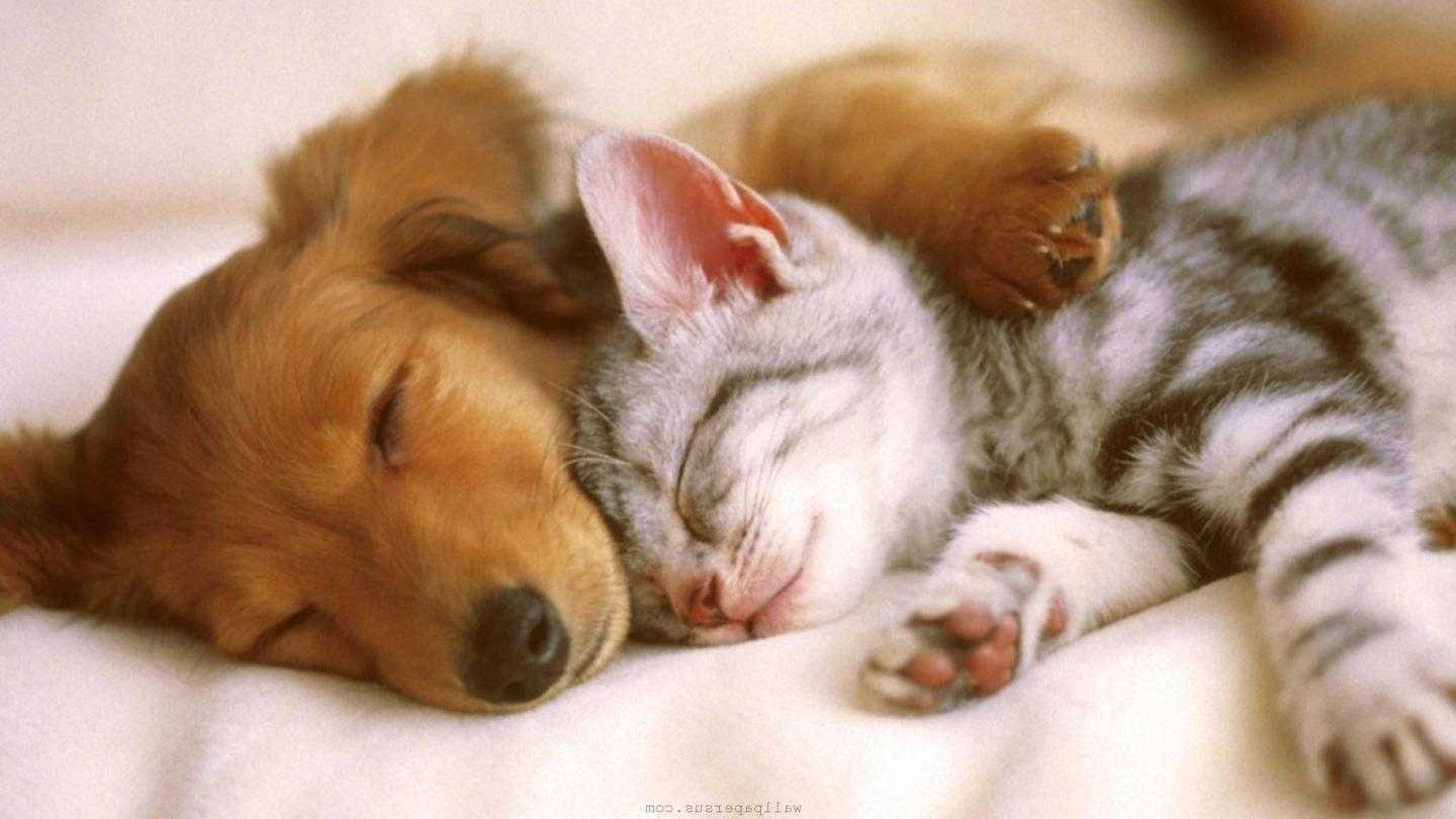 Cute Puppy And Kitten Wallpapers 404498 - Cute Kittens Puppy Gif , HD Wallpaper & Backgrounds