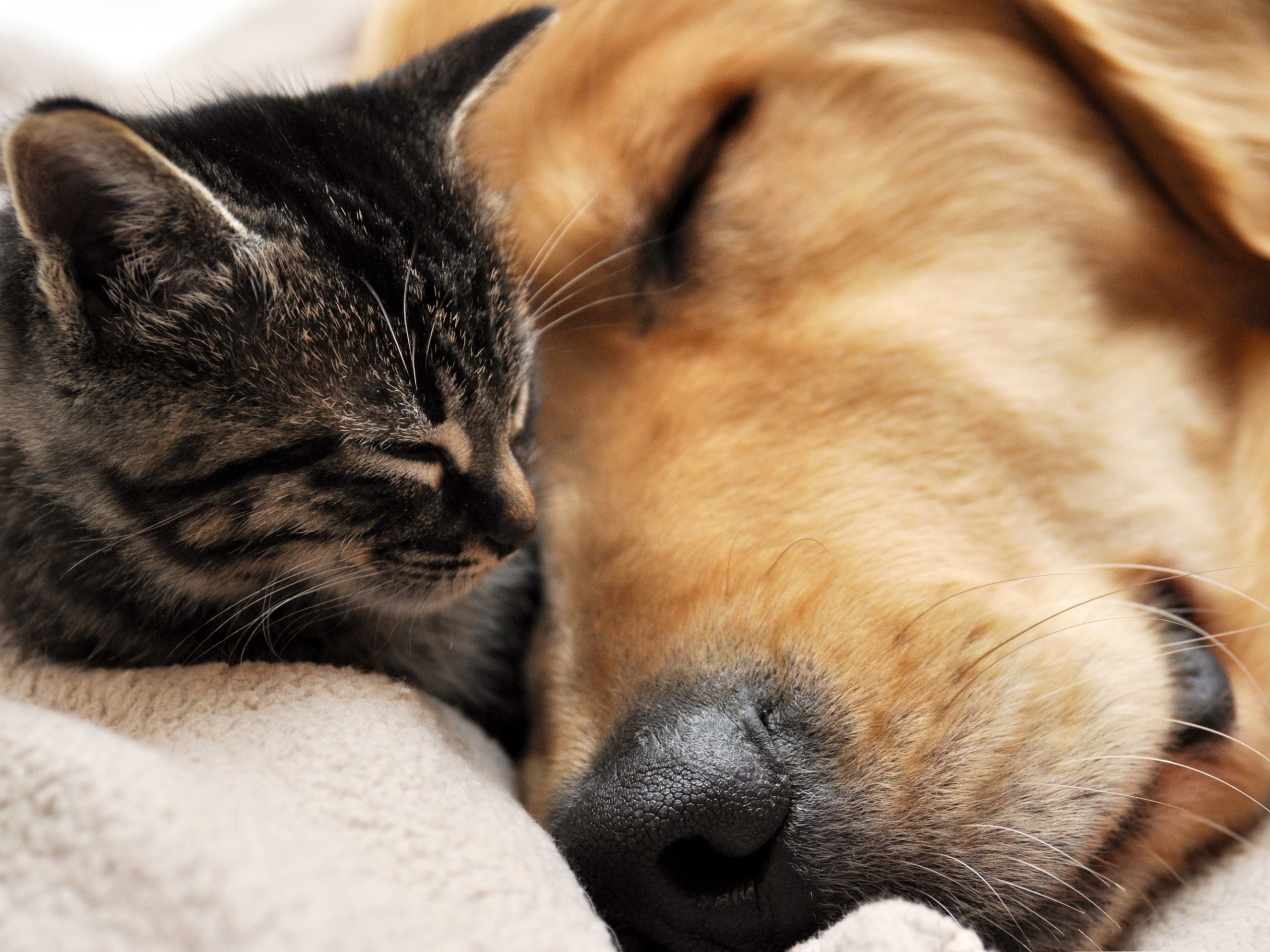 Cute Puppy And Kitten Wallpapers - Golden Retriever And Tabby Cat , HD Wallpaper & Backgrounds