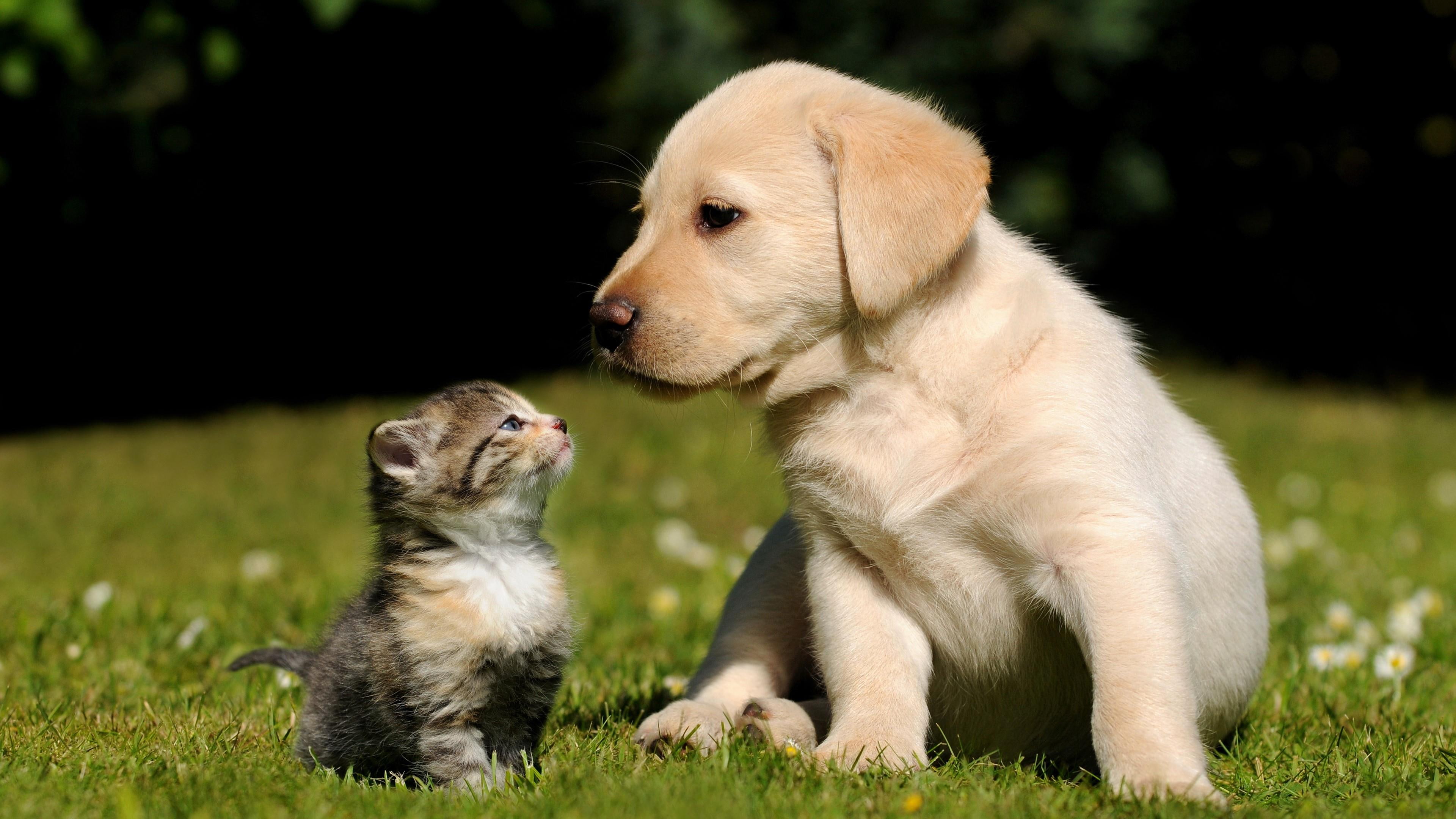 Cute, Puppy, Kitty, Kitten, Cat, Dog Breed, Labrador - Easiest Pet To Take Care , HD Wallpaper & Backgrounds