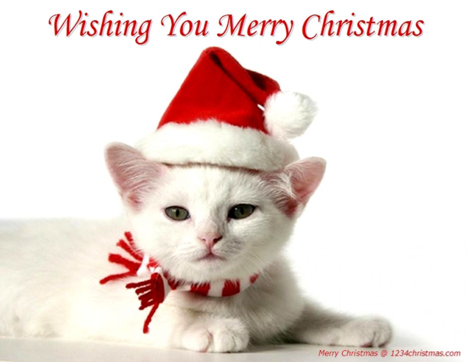 Christmas Cats Wallpapers Christmas Kittens Wallpapers - Cats With Christmas Hat , HD Wallpaper & Backgrounds