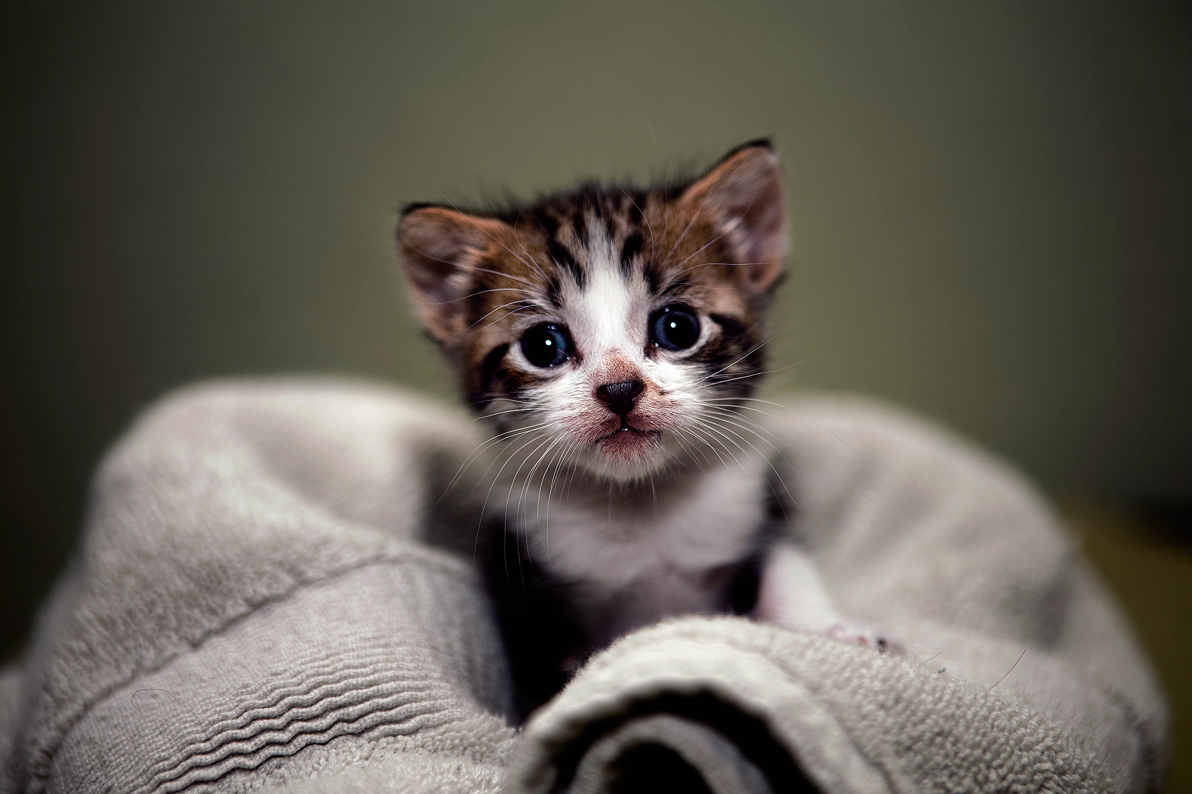 Cute Kitten Images Hd (#2063899) - Hd Wallpaper &Amp; Backgrounds Download