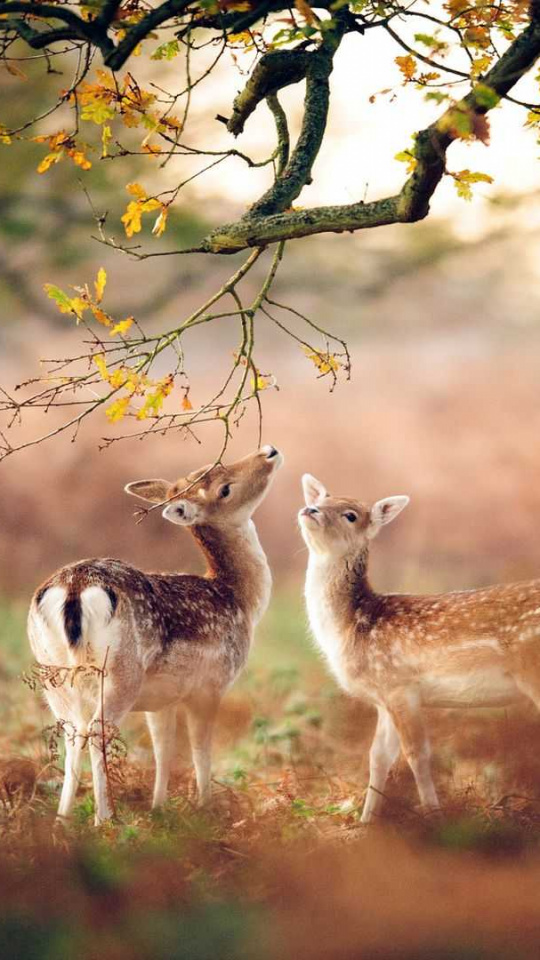Woodland, Deer, Nature Reserve, Puppy, Kitten Wallpaper - Beautiful Deer In The Woods , HD Wallpaper & Backgrounds