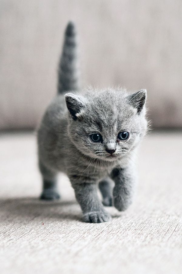 A Cute British Kitten 6 Pictures With Other Cute Animals - Little Kitten , HD Wallpaper & Backgrounds