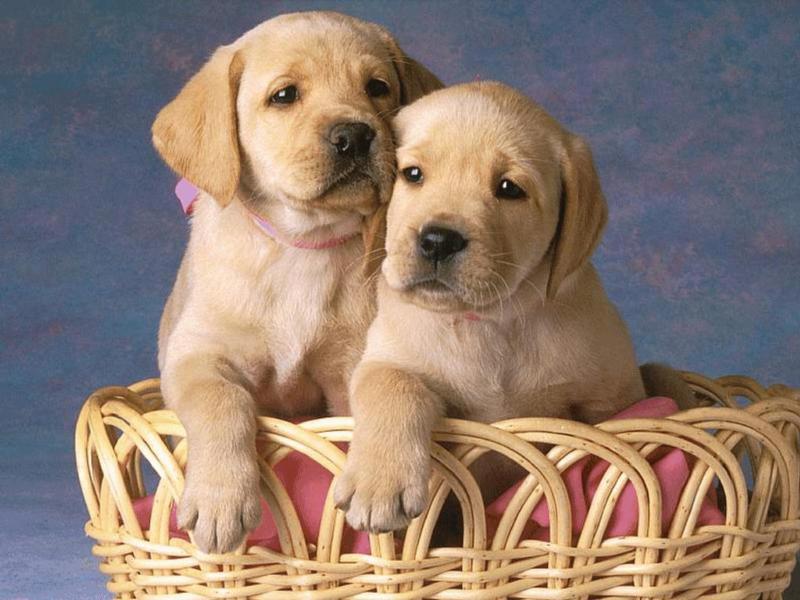 Nice Puppy - Happy Birthday Yellow Lab Puppies , HD Wallpaper & Backgrounds