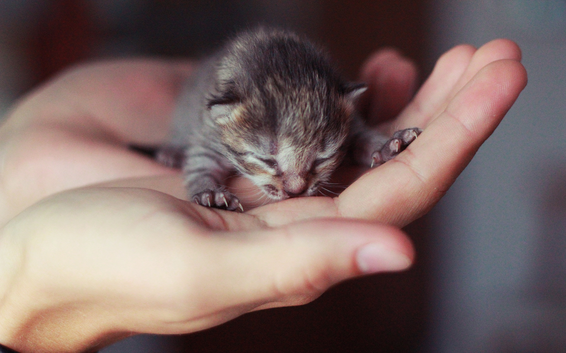 Cute Little Kitten , HD Wallpaper & Backgrounds