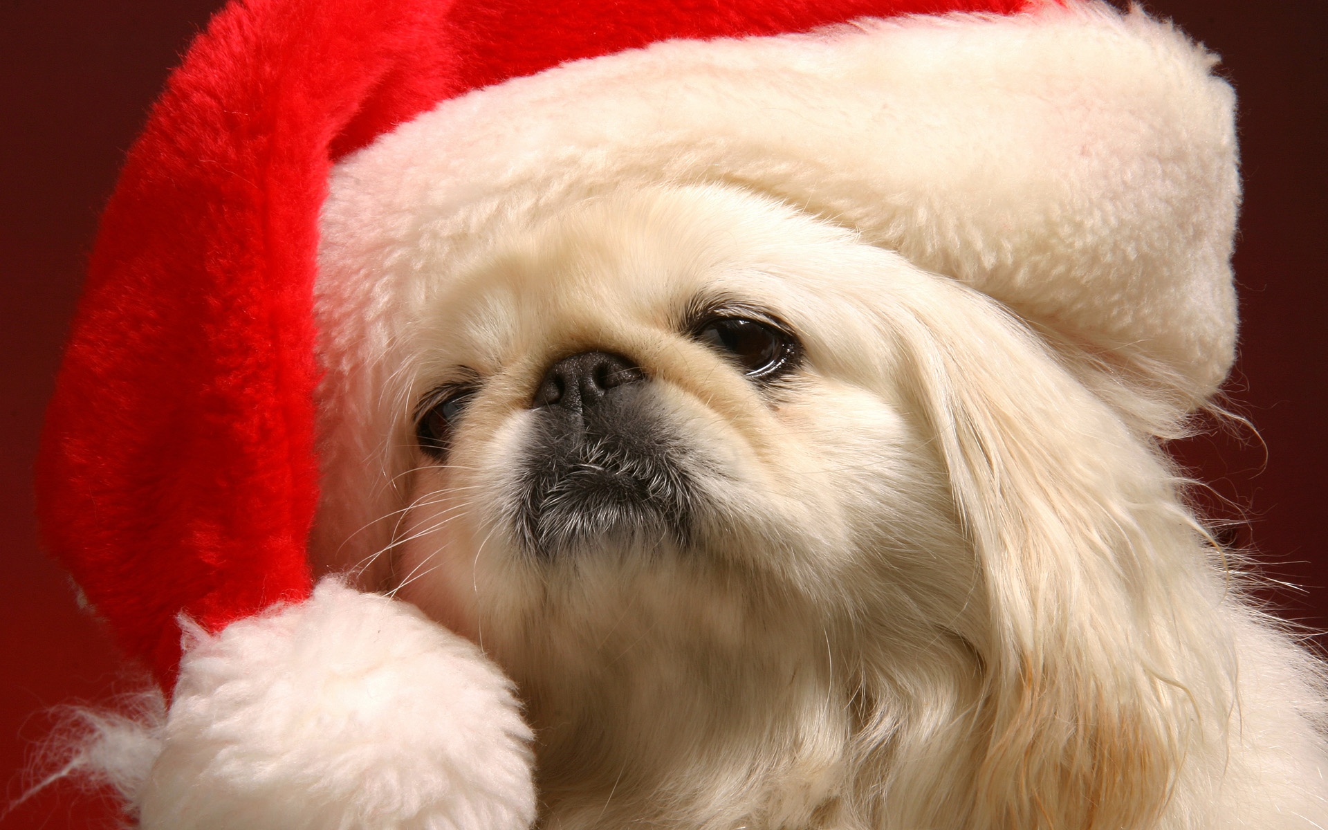 Christmas Puppy , HD Wallpaper & Backgrounds