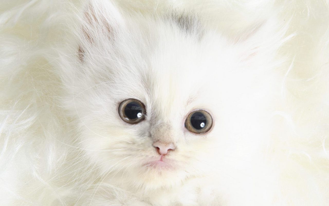 Cute Kitten Backgrounds - Cute White Cat , HD Wallpaper & Backgrounds