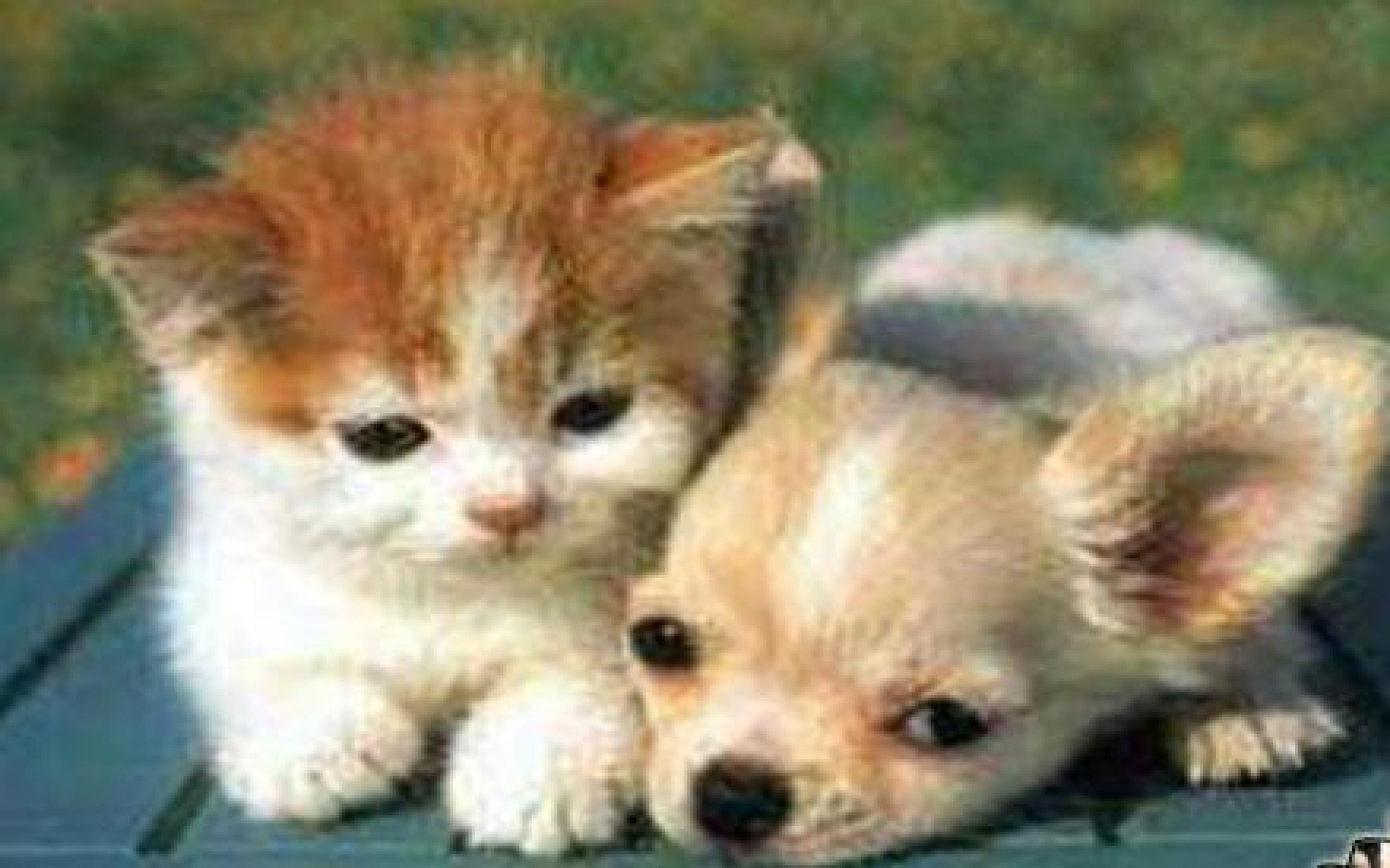Puppy And Kitten Wallpaper , HD Wallpaper & Backgrounds